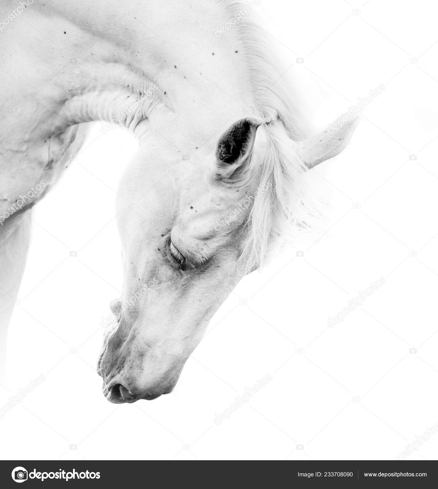 Wallpaper #8h2ULJMBlOZrFDOkIMqE177 Beautiful White Horse Stock Photo by Mari Art 233708090
