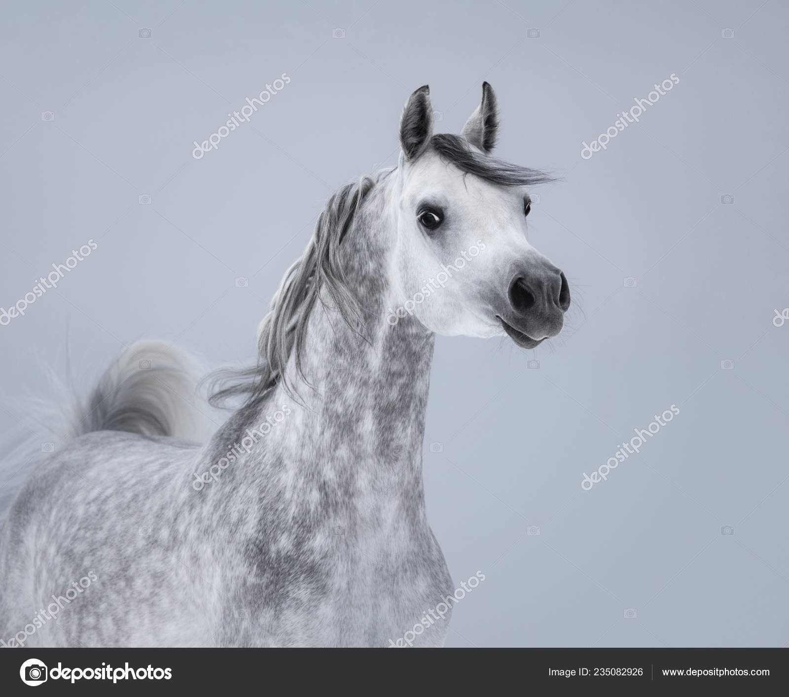 Wallpaper #ovBcgJcBi4JM6agGYCEx12 Light Gray Horse