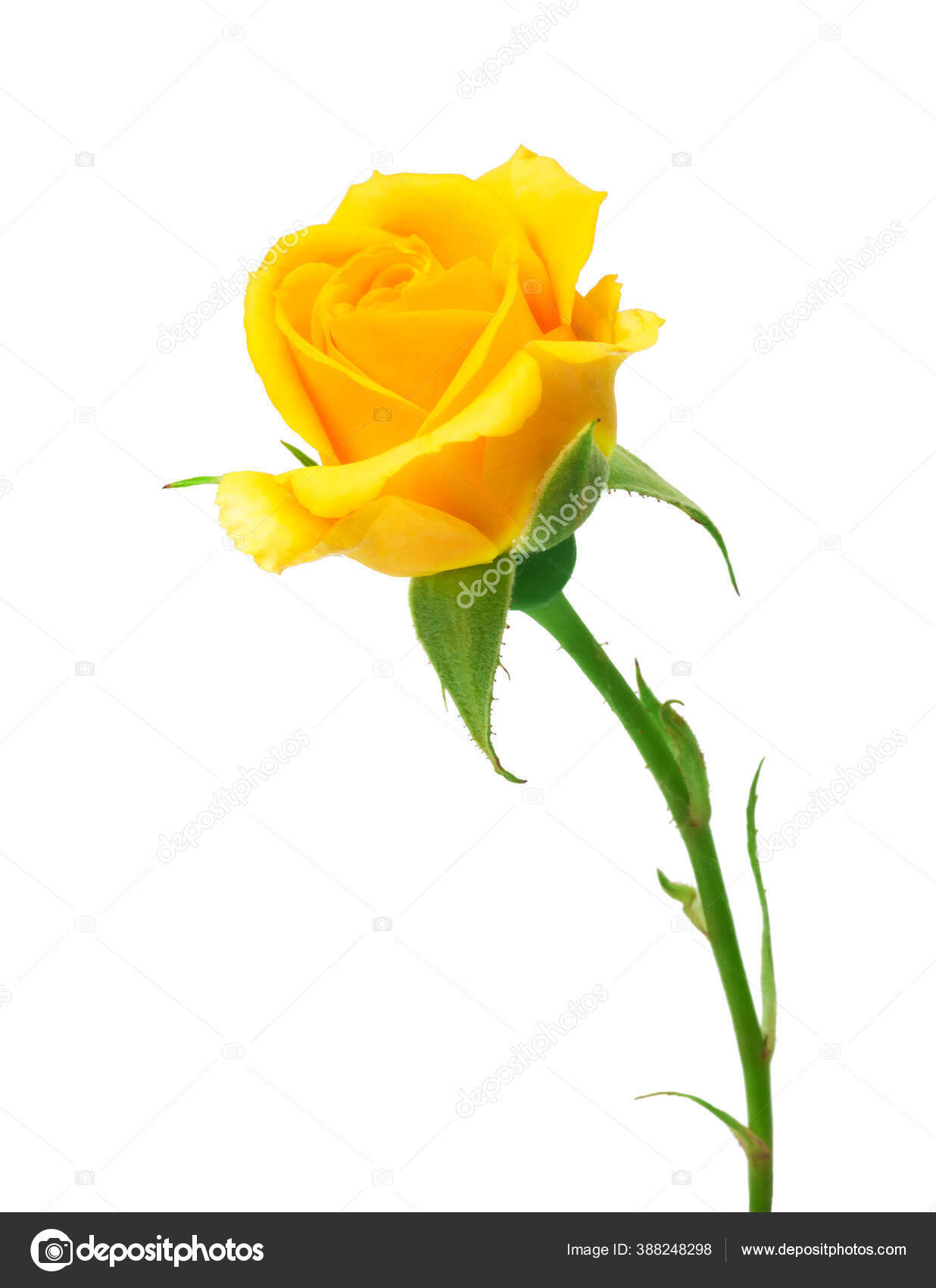 Wallpaper #Hx38KZMBlOZrFDOkzsOQ354 Yellow Roses Background