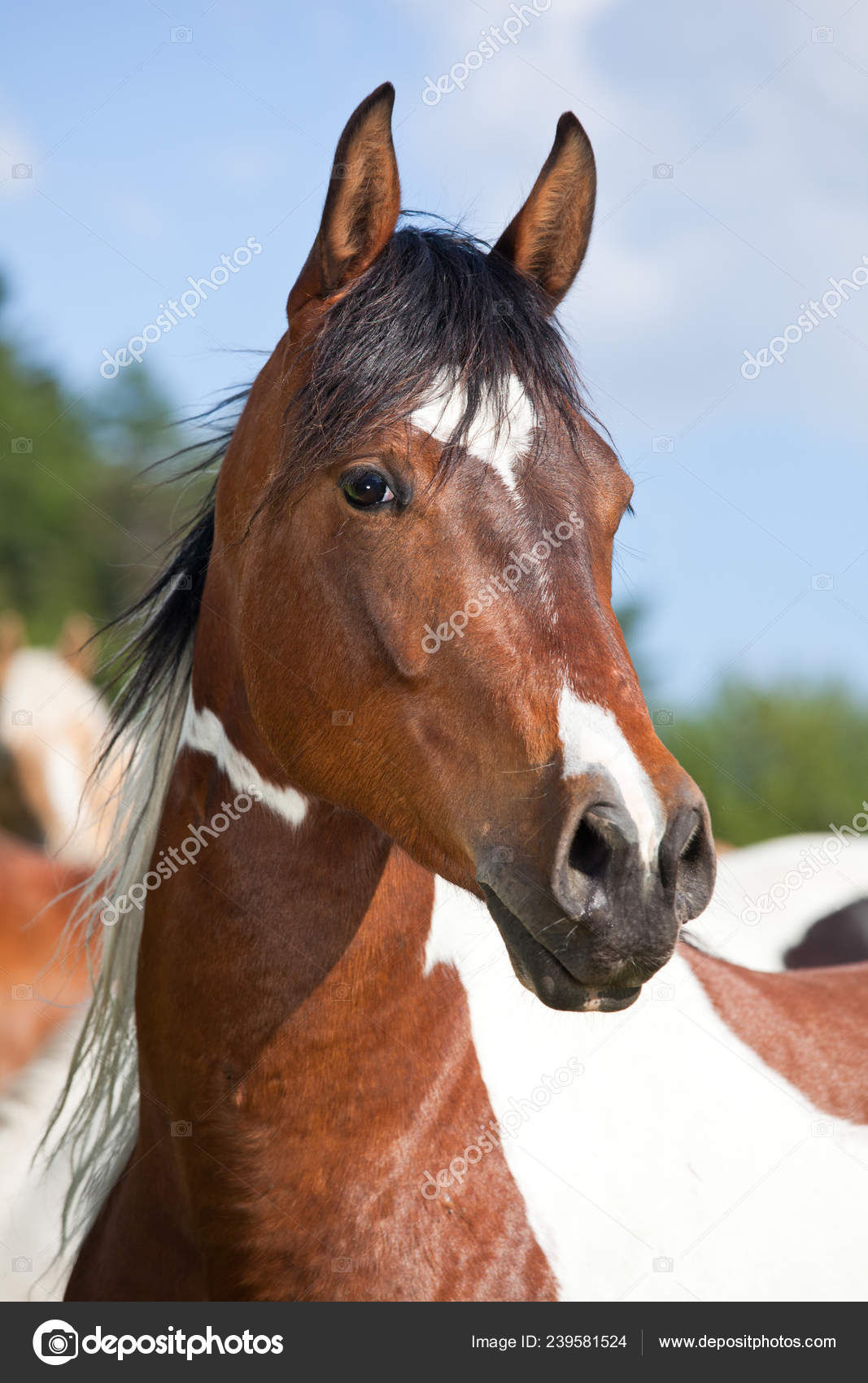 Wallpaper #Obgn3ZIBJvJKYCmEW_8d187 Beautiful Paint Horses