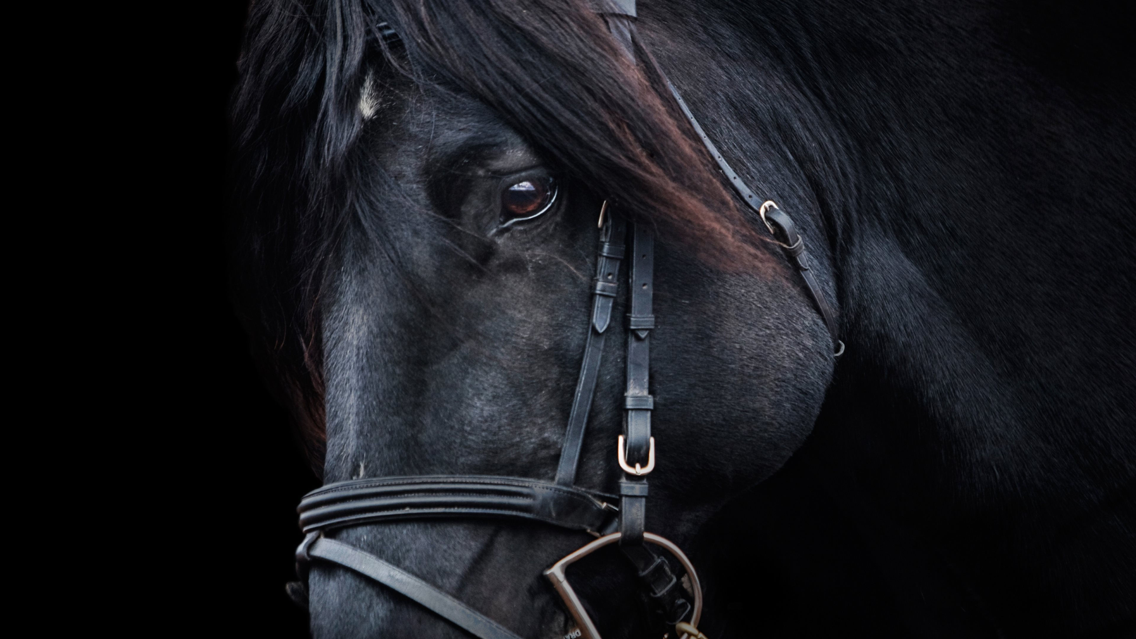 Wallpaper #LH1h8I4Bnwiau_P6ewav0 HD Black Horse Wallpapers Pixelstalknet