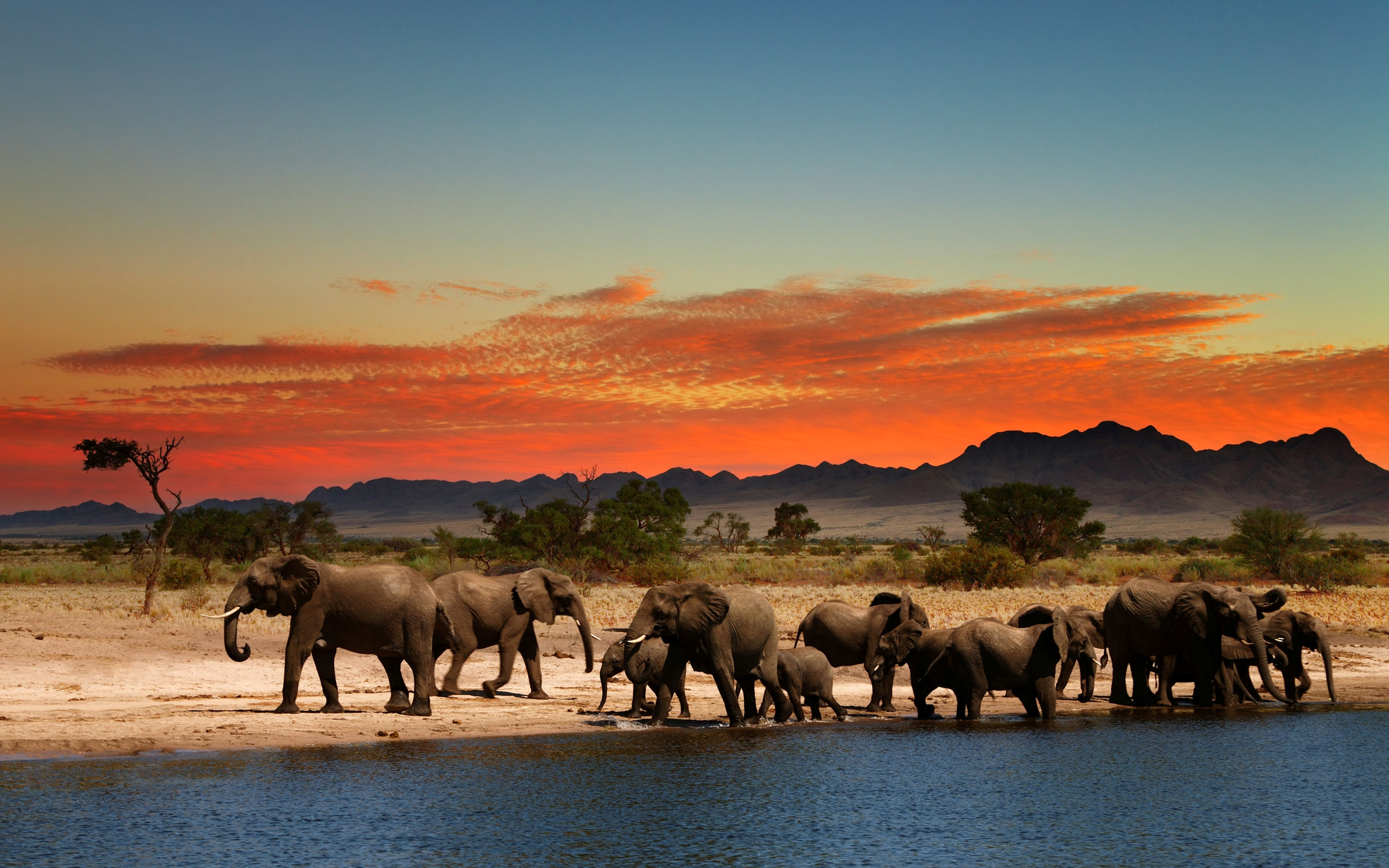Wallpaper #sHfNJ5MB-pgBXx60h6cK87 Desktop Elephant HD Wallpapers Pixelstalknet