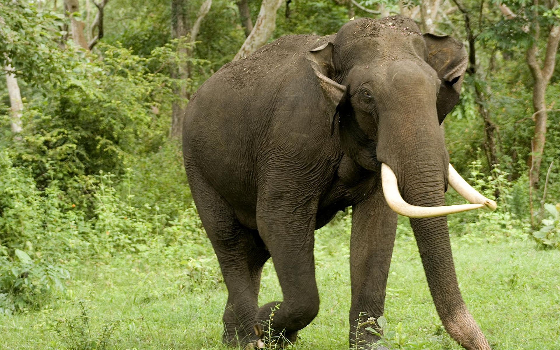 Wallpaper #sHfNJ5MB-pgBXx60h6cK38 Desktop Elephant HD Wallpapers Pixelstalknet