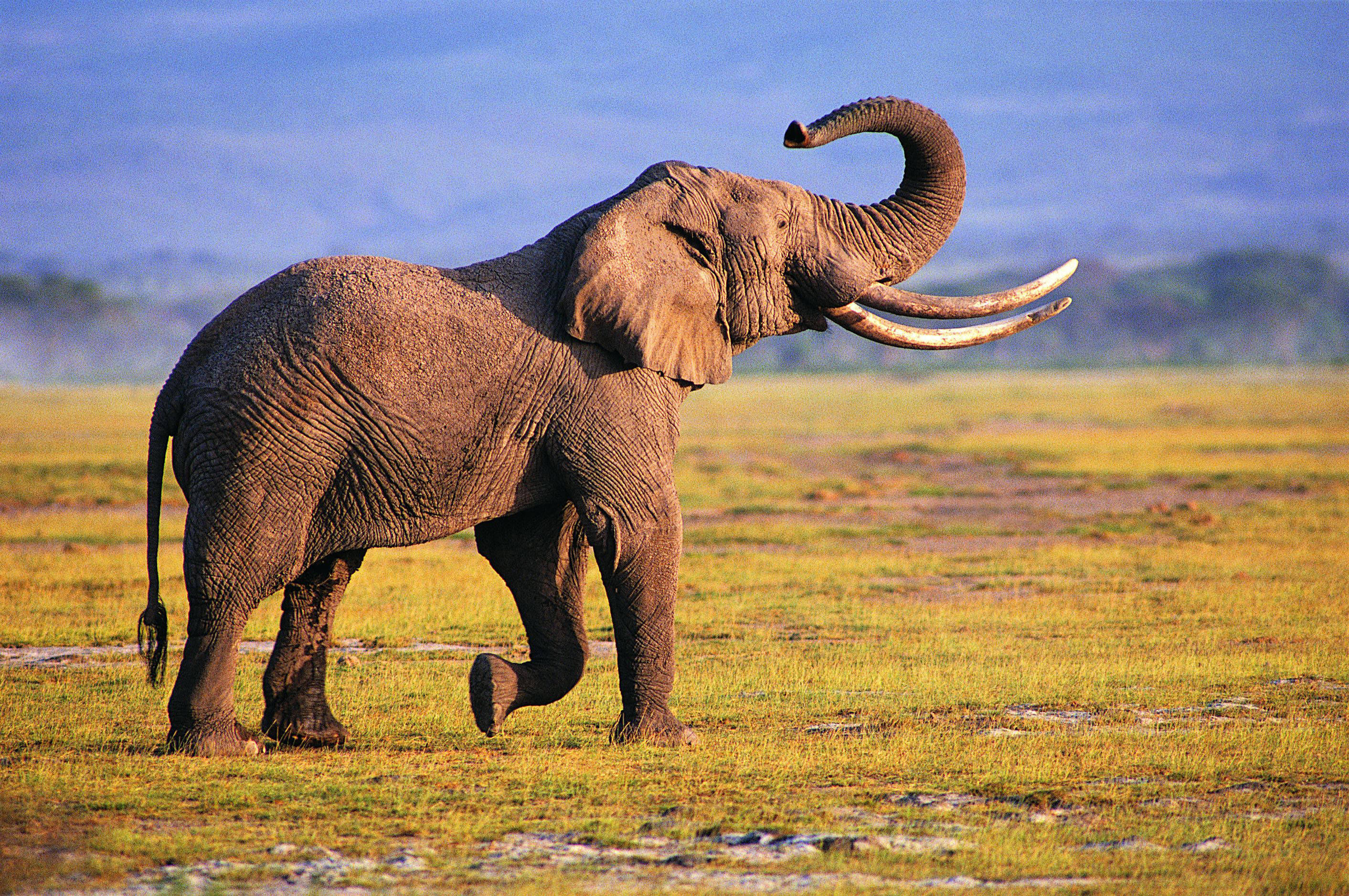 Wallpaper #sHfNJ5MB-pgBXx60h6cK48 Elephant Wallpapers HD Pixelstalknet