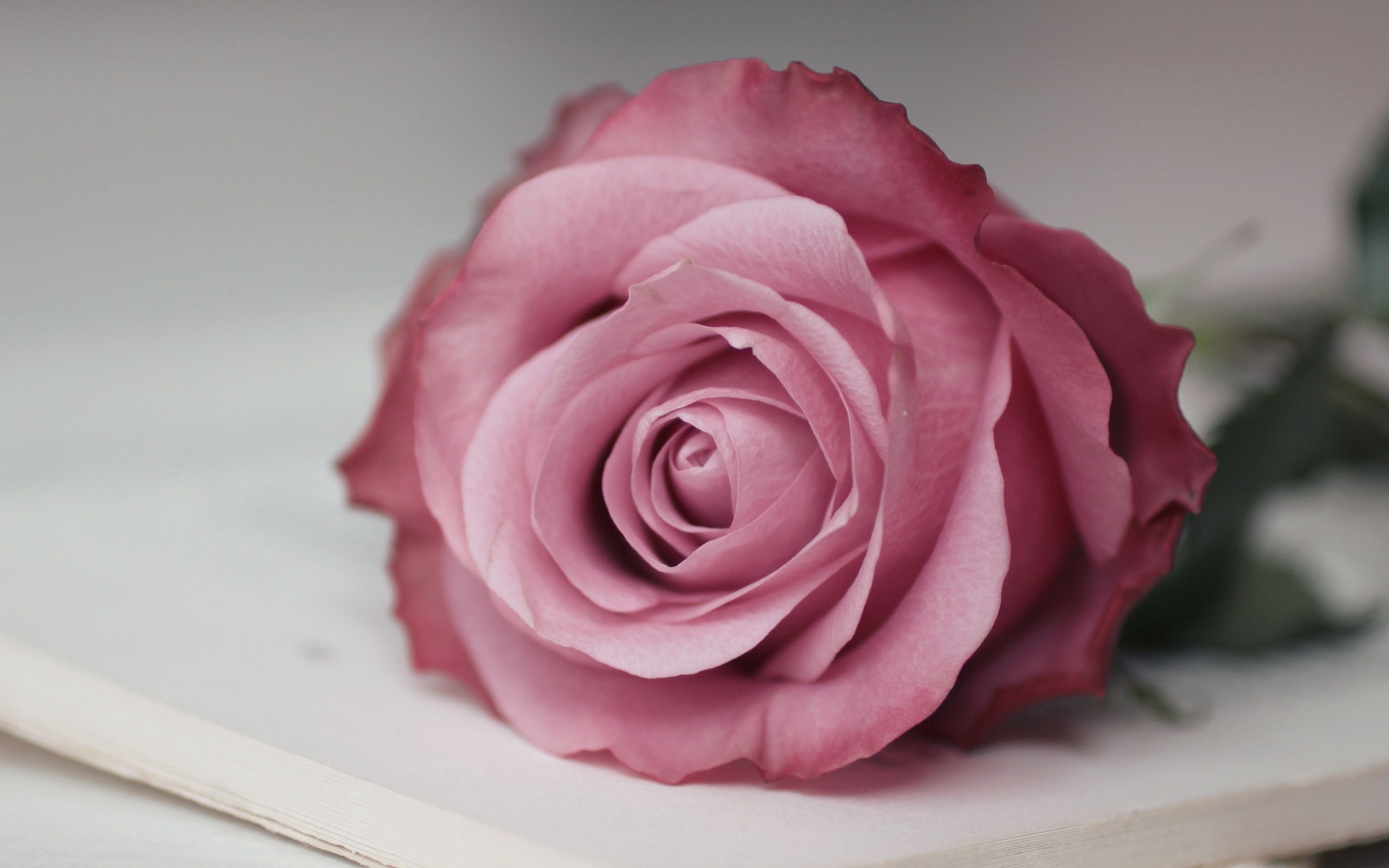 Wallpaper #OmeU-JIBSpphPi3-QYpX224 Pink Rose Pictures Download Free Pixelstalknet