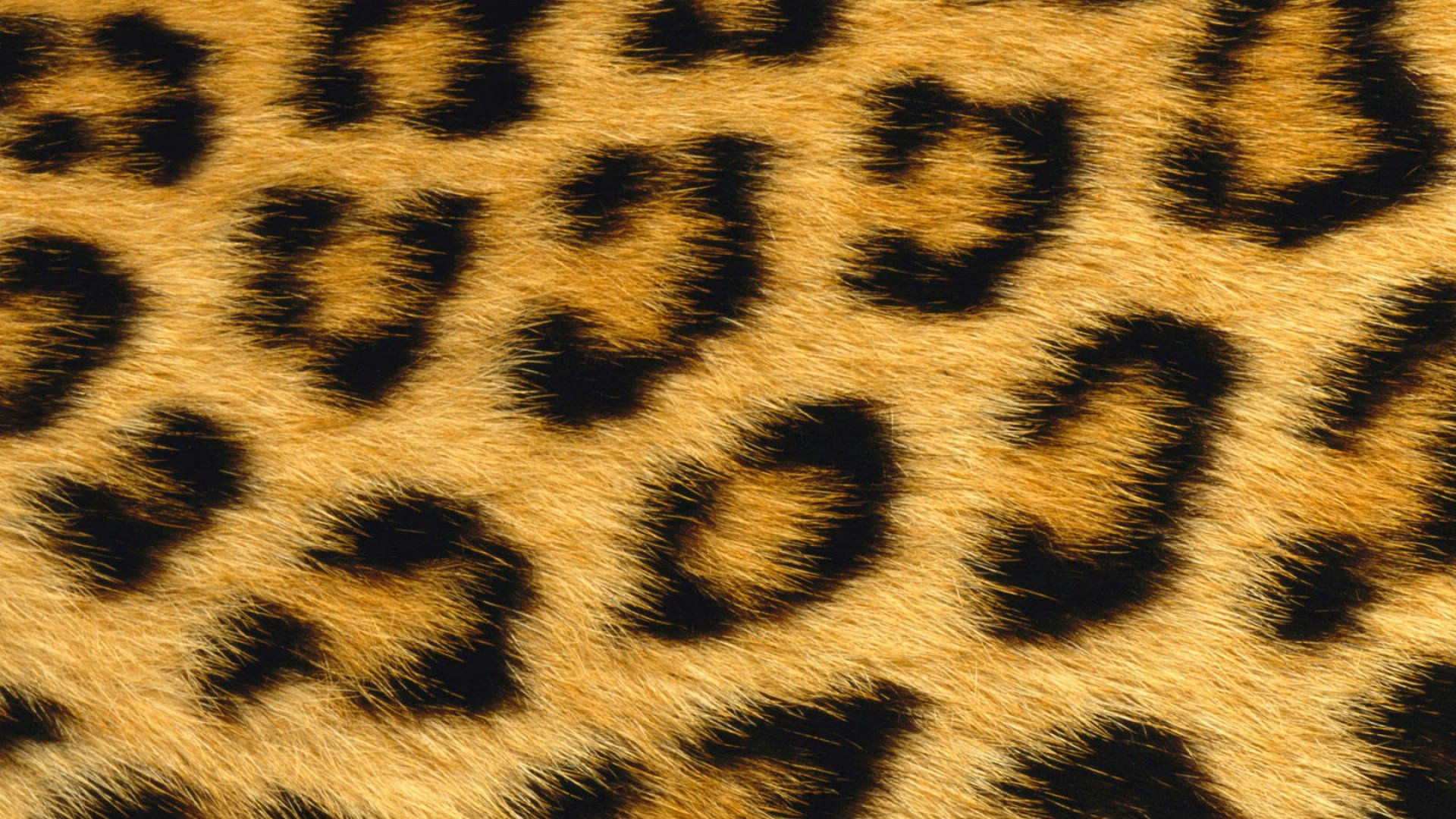 Wallpaper #WGjzIpMBSpphPi3-kzTY174 Leopard Print Wallpapers HD Pixelstalknet