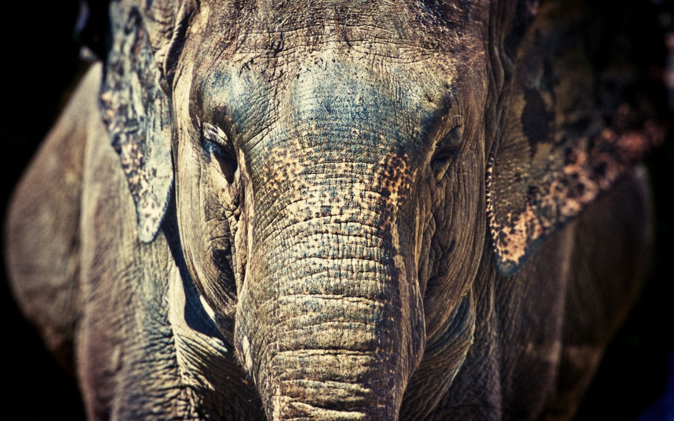 Wallpaper #sHfNJ5MB-pgBXx60h6cK27 Desktop Elephant HD Wallpapers Pixelstalknet