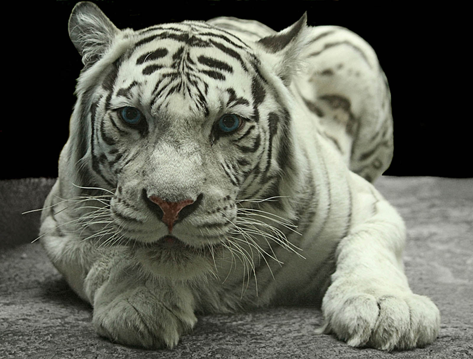 Wallpaper #l31Q8o4Bnwiau_P65wsR10 White Tiger HD Wallpapers Pixelstalknet