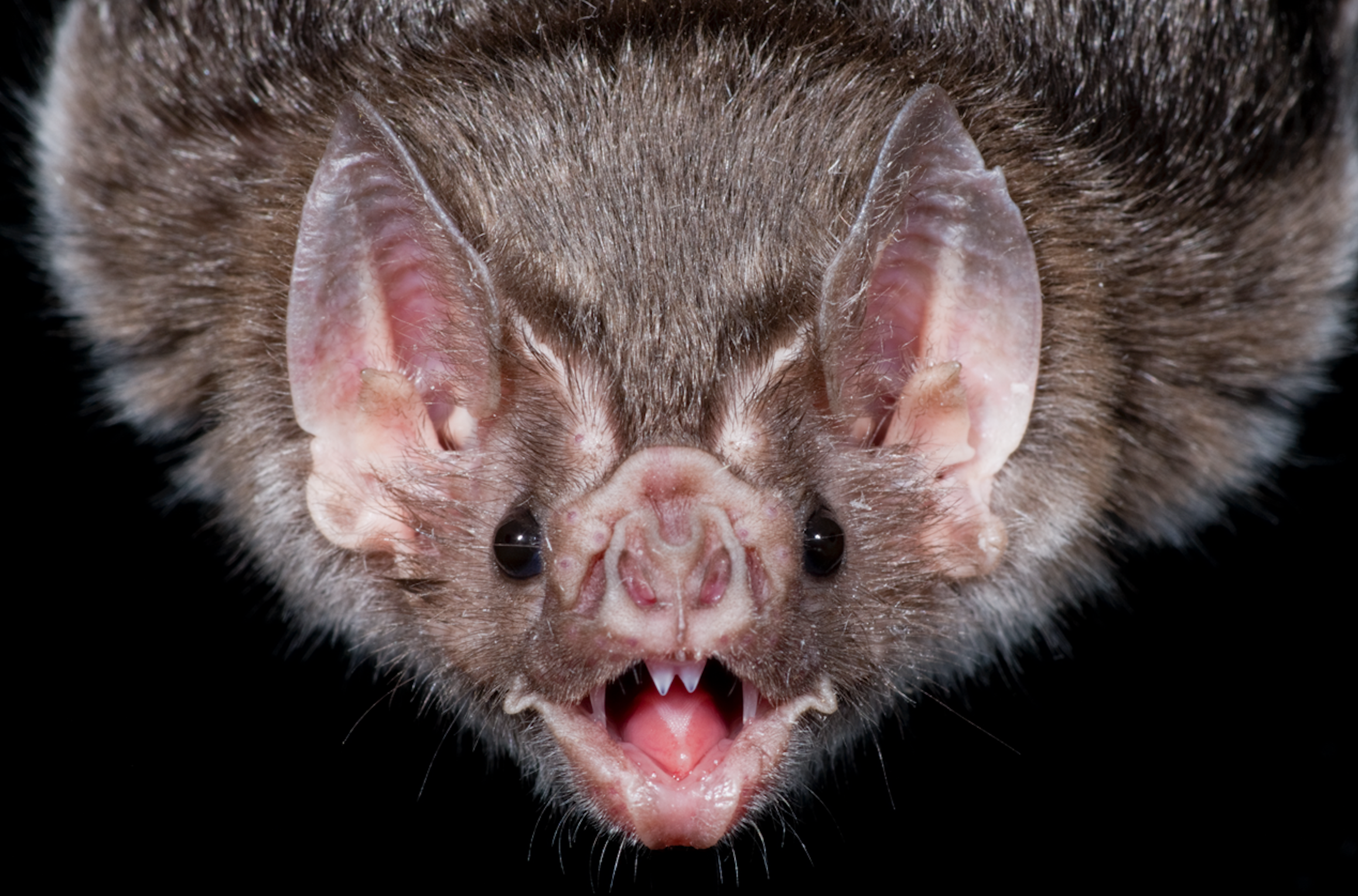 Wallpaper #txnGHY8BtGB6xQ78rHfr29 Vampire Bats Explore