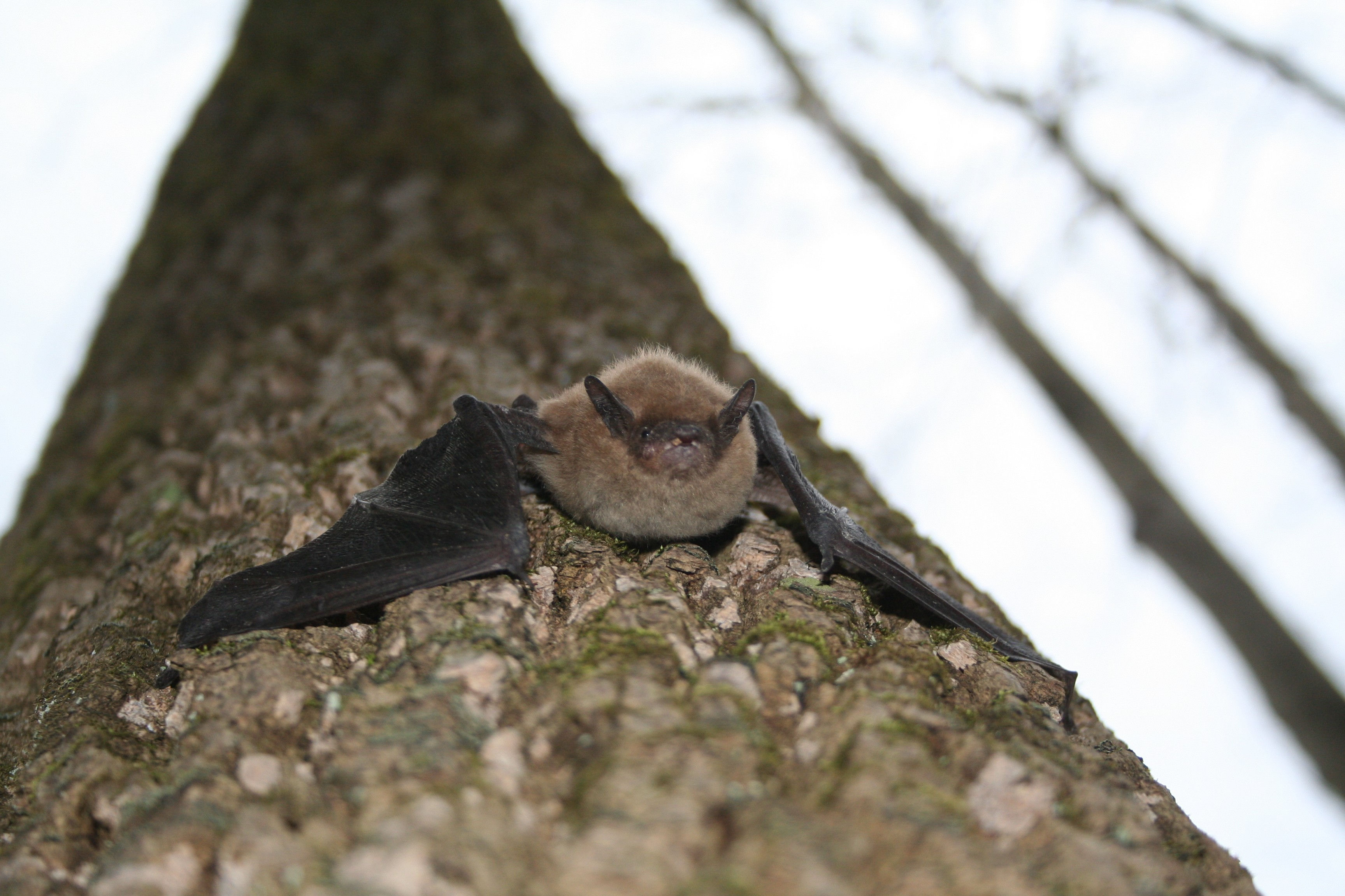 Wallpaper #2mdTDJMBSpphPi3-nt1P362 Bats and Covid Penn Today