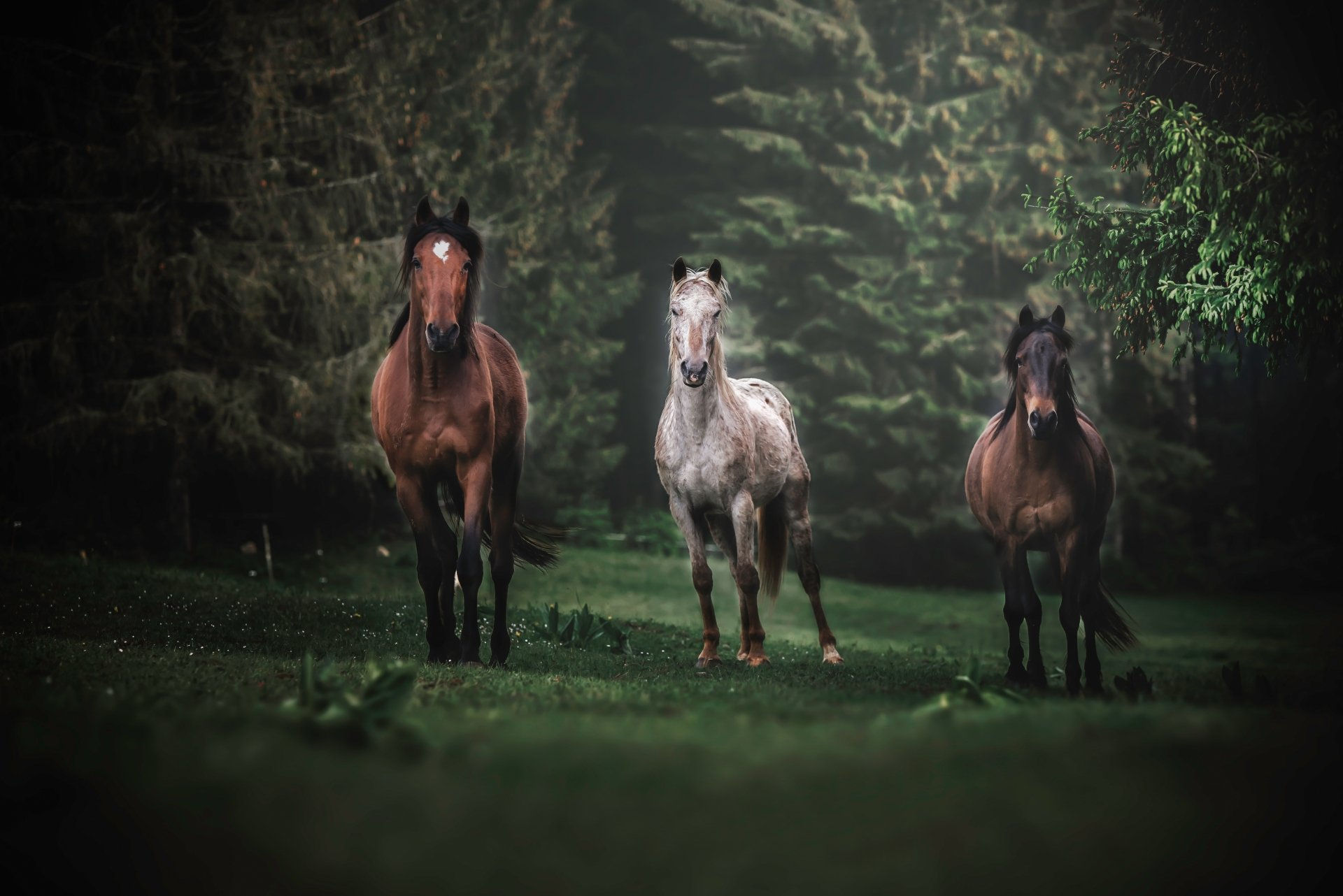 Wallpaper #9h2ULJMBlOZrFDOkbsoH216 Download Animal Horse 4K Ultra HD Wallpaper