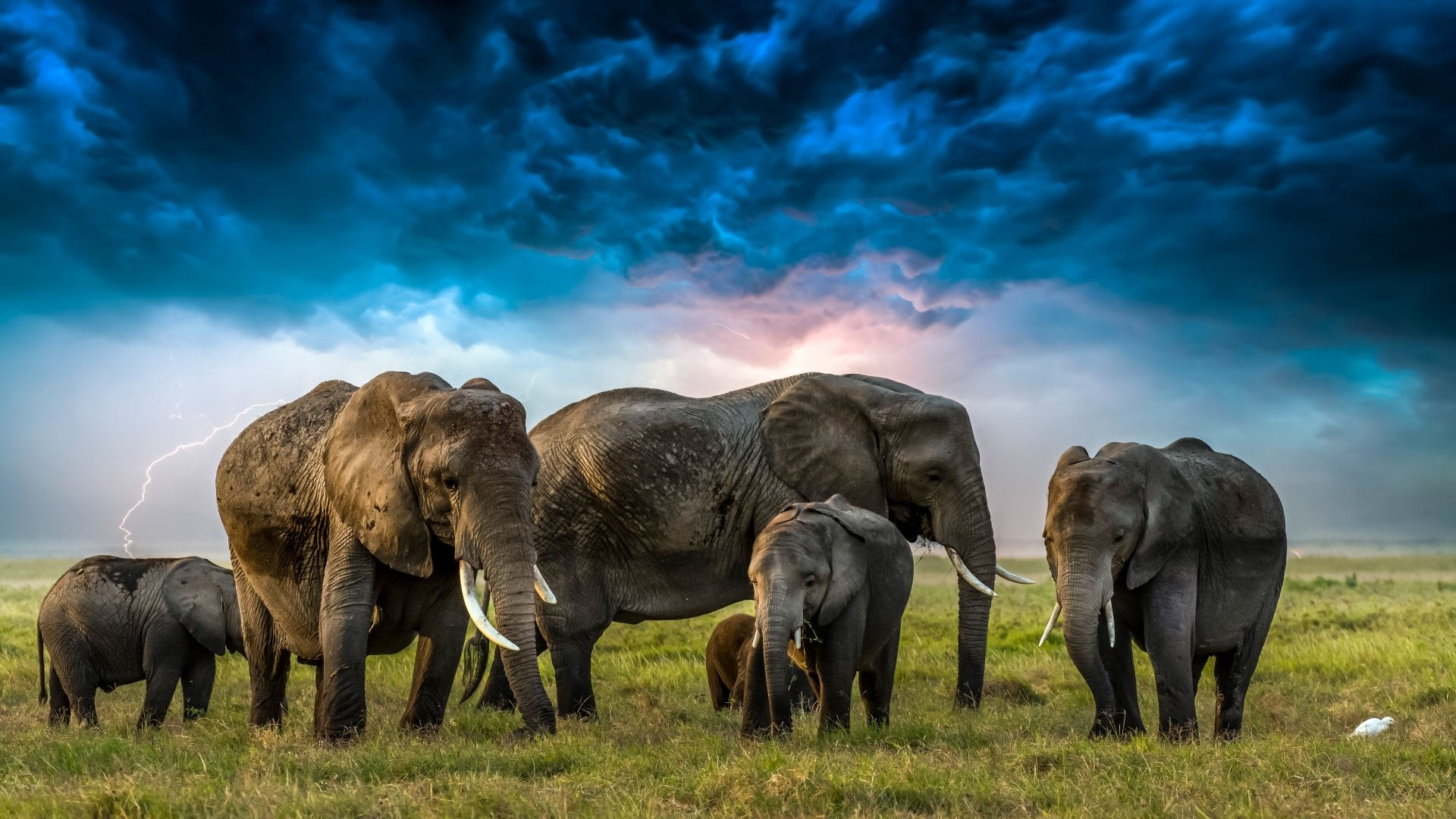 Wallpaper #sHfNJ5MB-pgBXx60h6cK149 Download Baby Animal Cloud Animal African Bush Elephant 4K Ultra HD