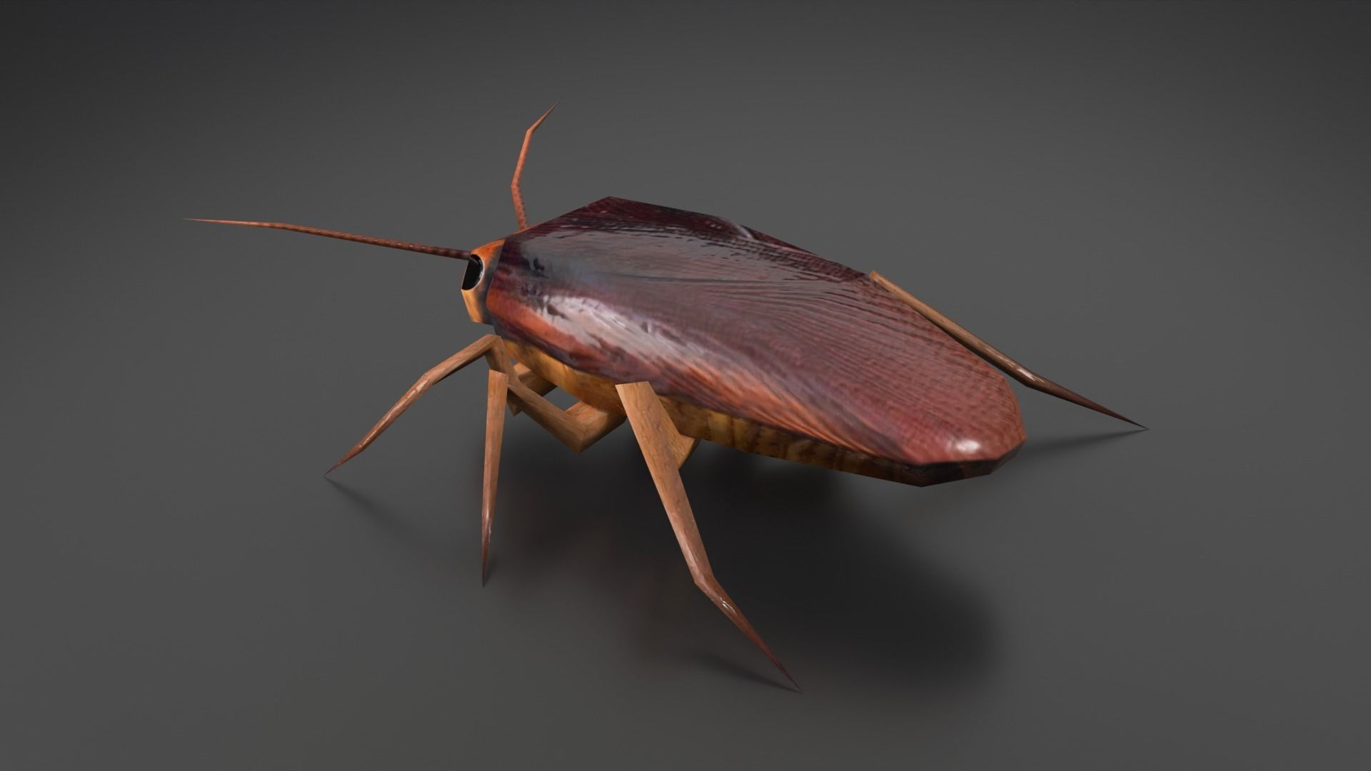 Wallpaper #SWdXCpMBSpphPi3-q9Qk265 3D Model Cockroach Vr Ar Low Poly Cgtrader