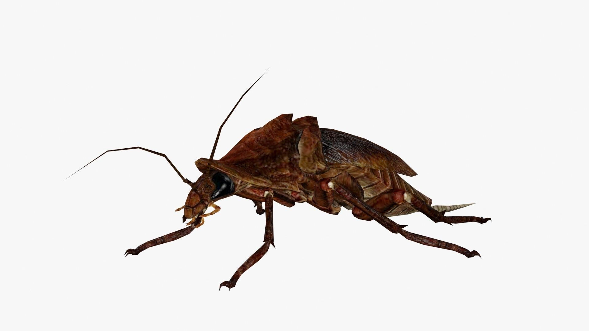 Wallpaper #SWdXCpMBSpphPi3-q9Qk196 Cockroach 3D Model Game Ready Animated Rigged Max Obj 3ds Fbx C4d