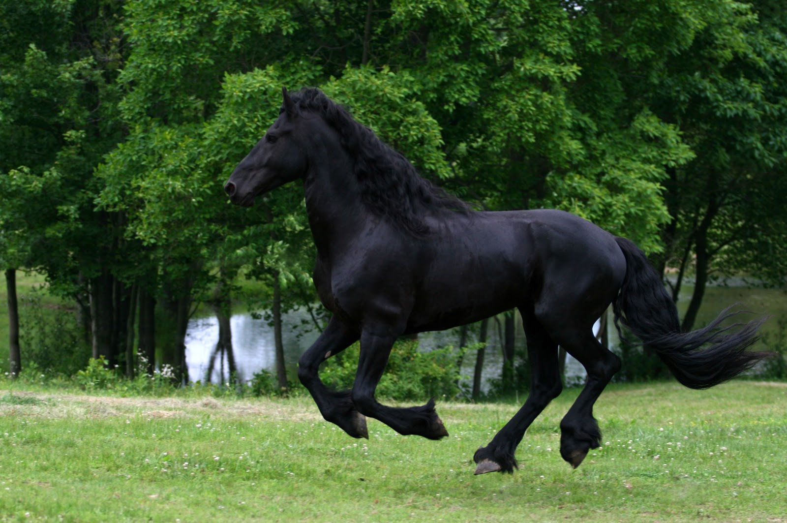 Wallpaper #LH1h8I4Bnwiau_P6ewav46 Black Horse Wallpaper Friesian Black Running Horse Friesian Black