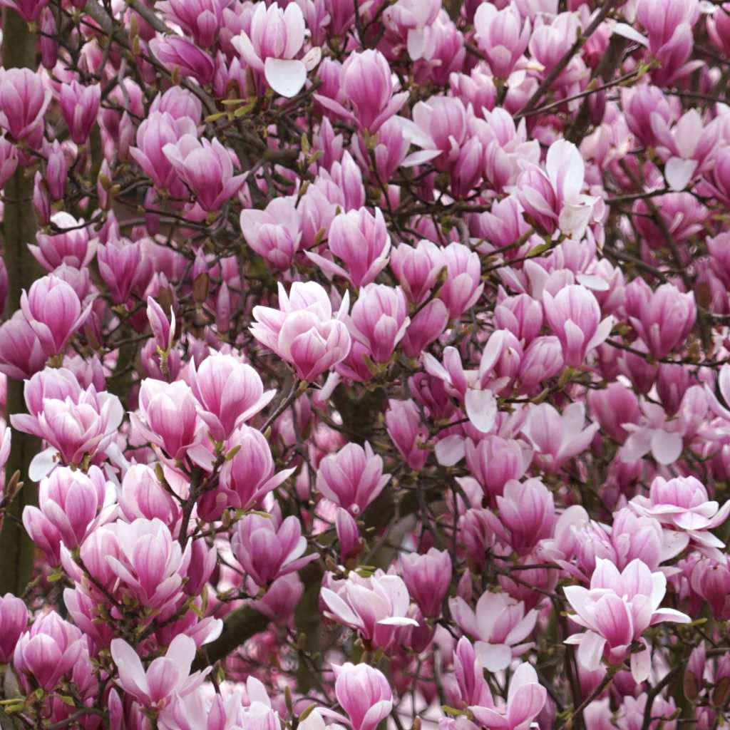 Wallpaper #35F56 Pink Magnolia Trees Crazy for Gardening