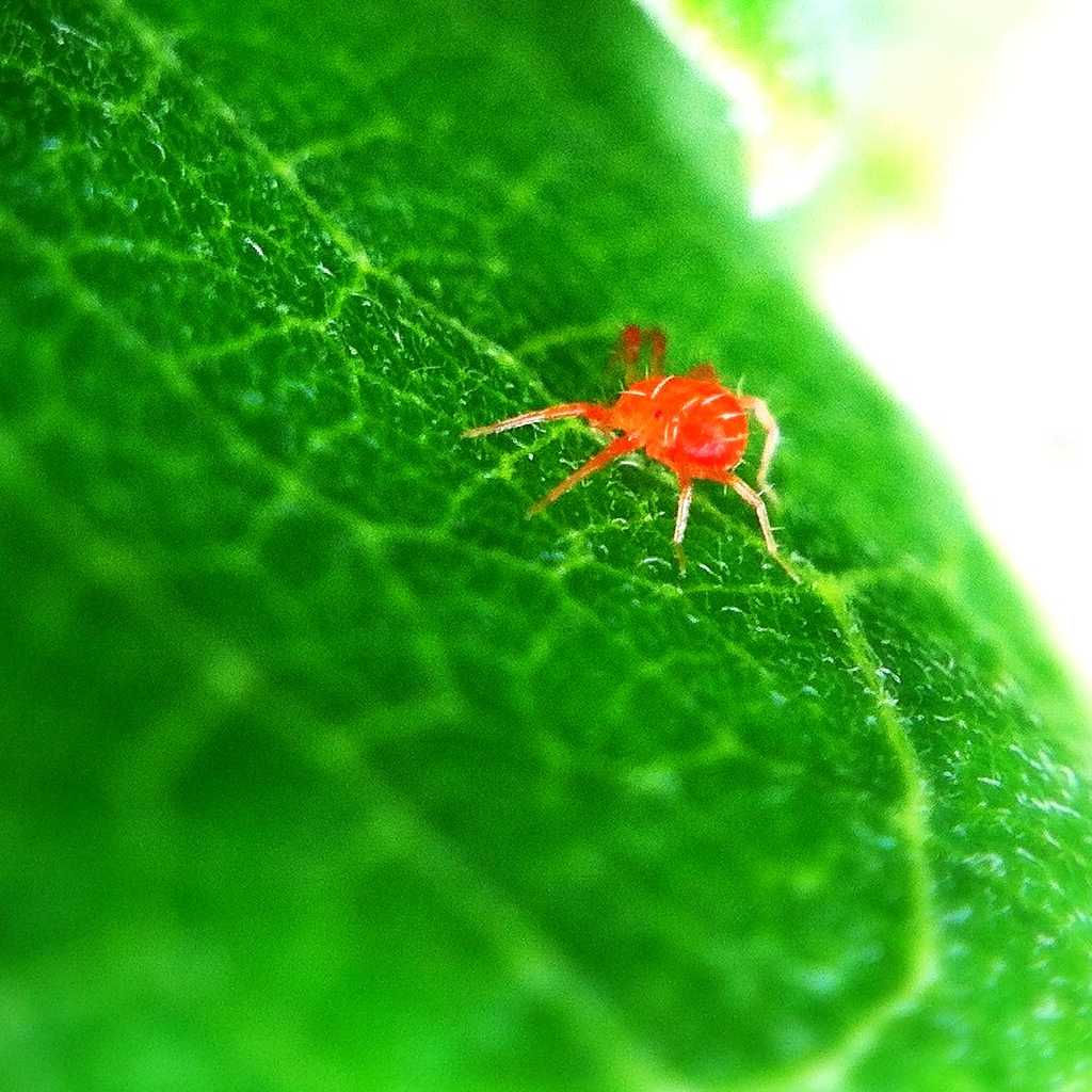 Wallpaper #GvSnOZMBKFX8bn3rXXez168 Red Spider Mite Treating and Fighting Them