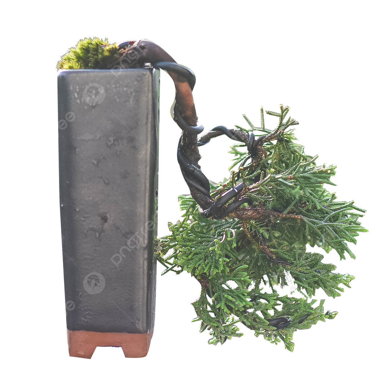 Wallpaper #jWdLE5MBSpphPi3-Rv-o396 Mini Bonsai Sargenti Bonsai Juniperus Horizontalis Plant Png
