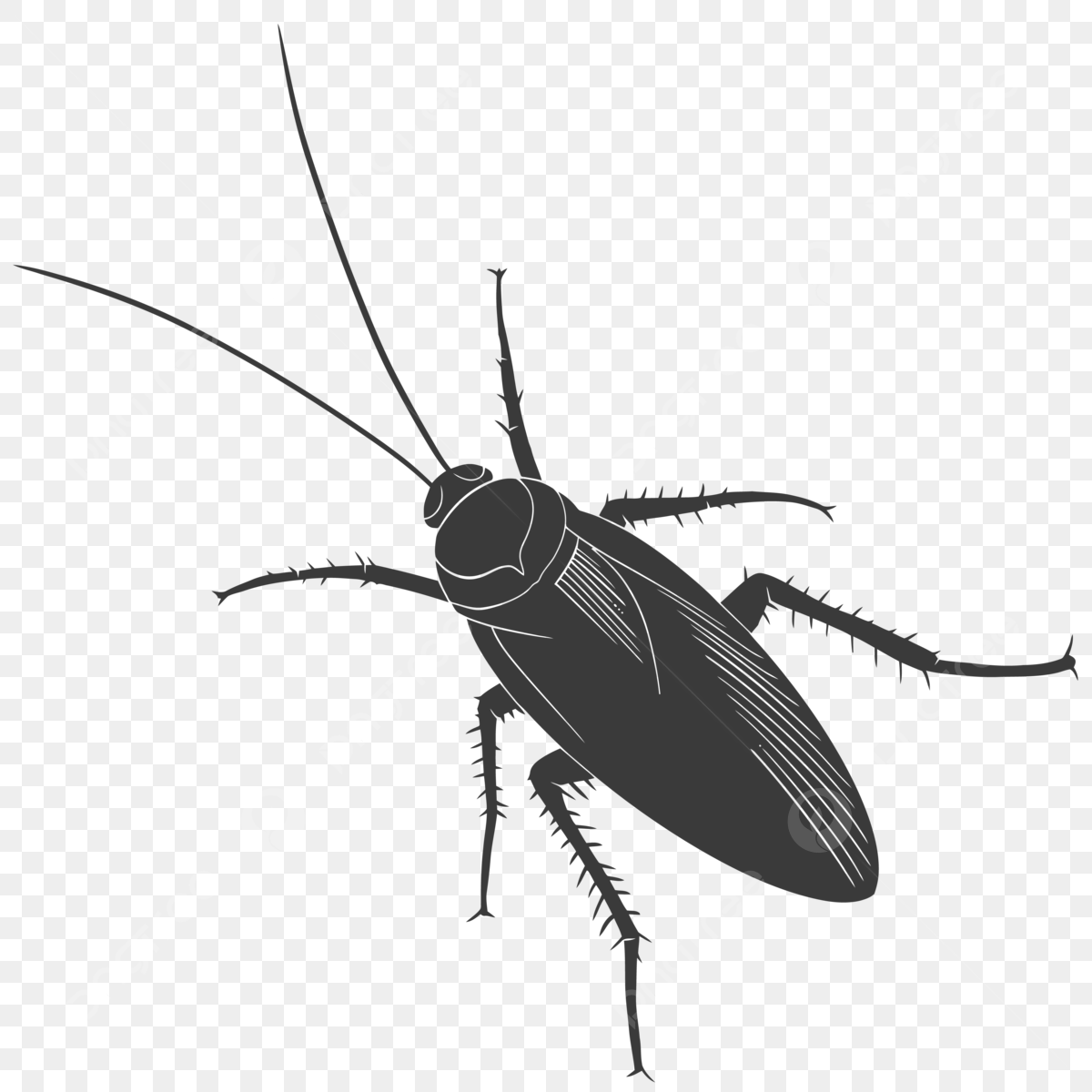 Wallpaper #SWdXCpMBSpphPi3-q9Qk149 Cockroach Vector Design Images Cockroach Vector Cockroaches