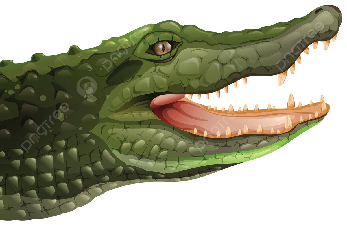 Wallpaper #Brh_2pIBJvJKYCmEEPI4283 Narrow Head Png Vector Psd and Clipart with Transparent Background