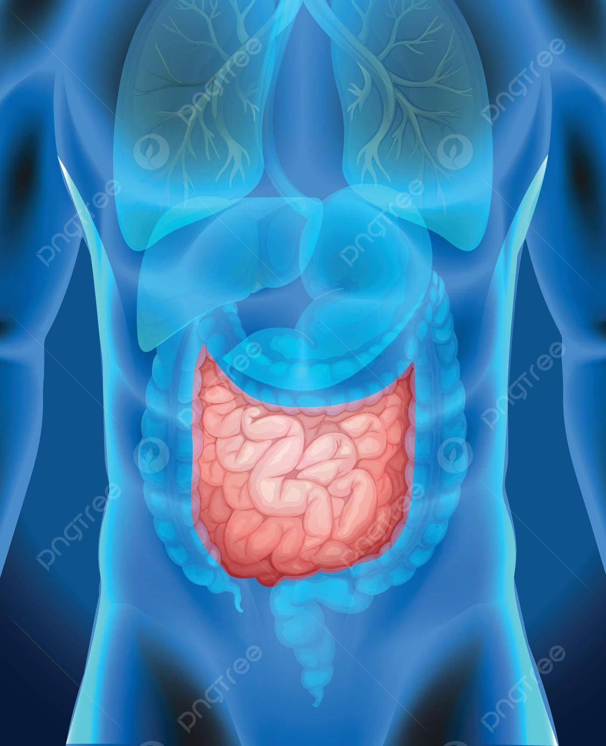 Wallpaper #zWeuD5MBSpphPi3-xu9U254 Small Intestine in Human Body Organs Clip Art Medicine Vector Organs