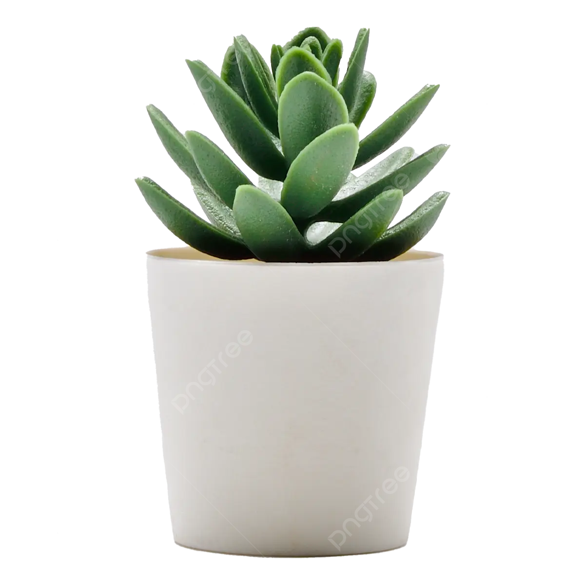 Wallpaper #JGc3E5MBSpphPi3-AP_q421 Plant Potted Transparent Plant Pot Plant Pot Transparent Plant Pot