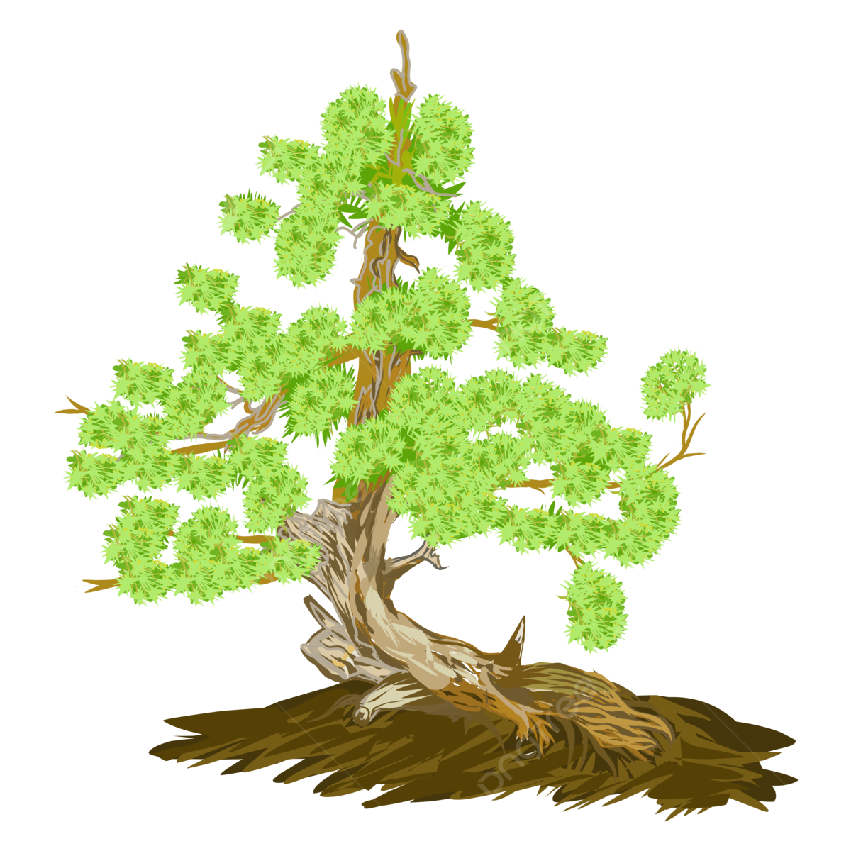 Wallpaper #jWdLE5MBSpphPi3-Rv-o278 Fir Tree Bonsai Illustration Fir Tree Bonsai Flora Botanic Png and