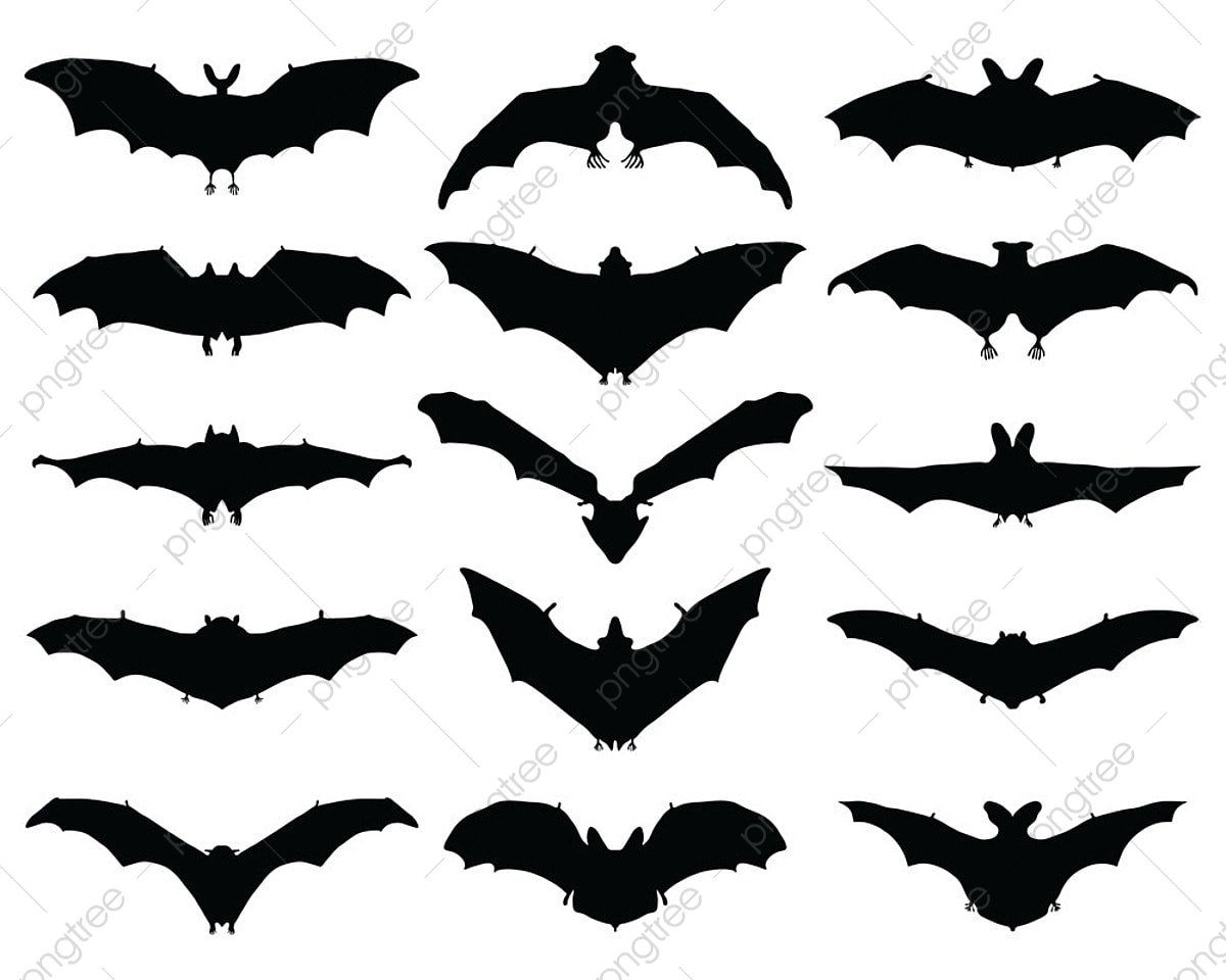 Wallpaper #EhrVTpMB1yWOL4qgWn5M160 Bat Transparent Background Silhouette Vector Png Black Silhouettes of