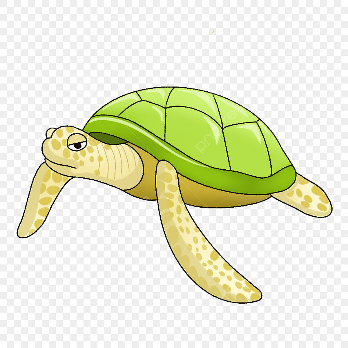 Wallpaper #vmczCZMBSpphPi3-o86c197 Crawling Turtle Png Psd