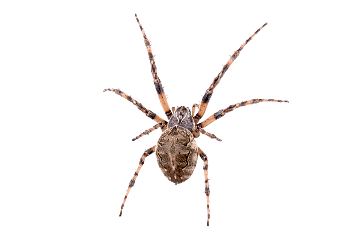 Wallpaper #46455 Brown Spider Cartoon Isolated Illustration Stock Vector Image Art Alamy