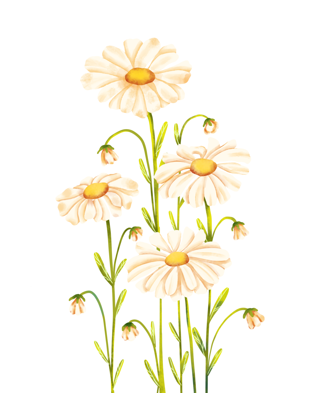 Wallpaper #3mhXIpMBSpphPi3-4TKc265 Beautiful Daisy Flower Illustration Daisies Flower Illustration Png