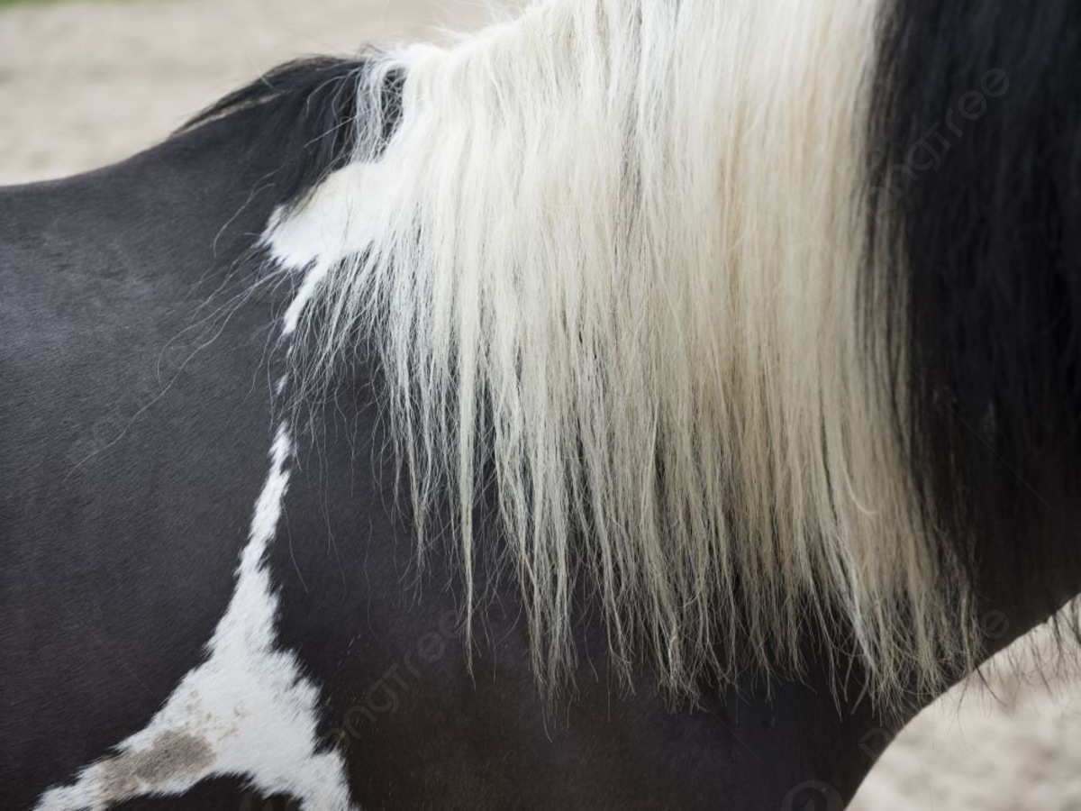 Wallpaper #CR2YLJMBlOZrFDOk0ssm324 Almost Abstract Closeup of Long White Manes on Black Horse Photo