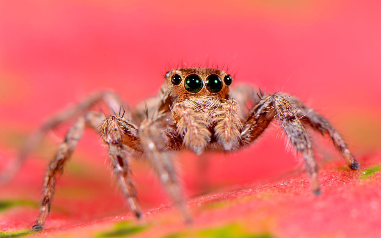 Wallpaper #e2dv9JIBSpphPi3-JXru188 Do Jumping Spiders Make Webs the Spider Blog