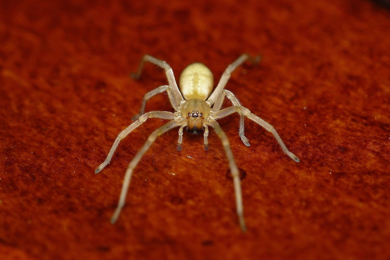 Wallpaper #8mcd_JIBSpphPi3-Y5bW168 Common Spiders to Watch for in Colorado Poisonous and Non Venomous