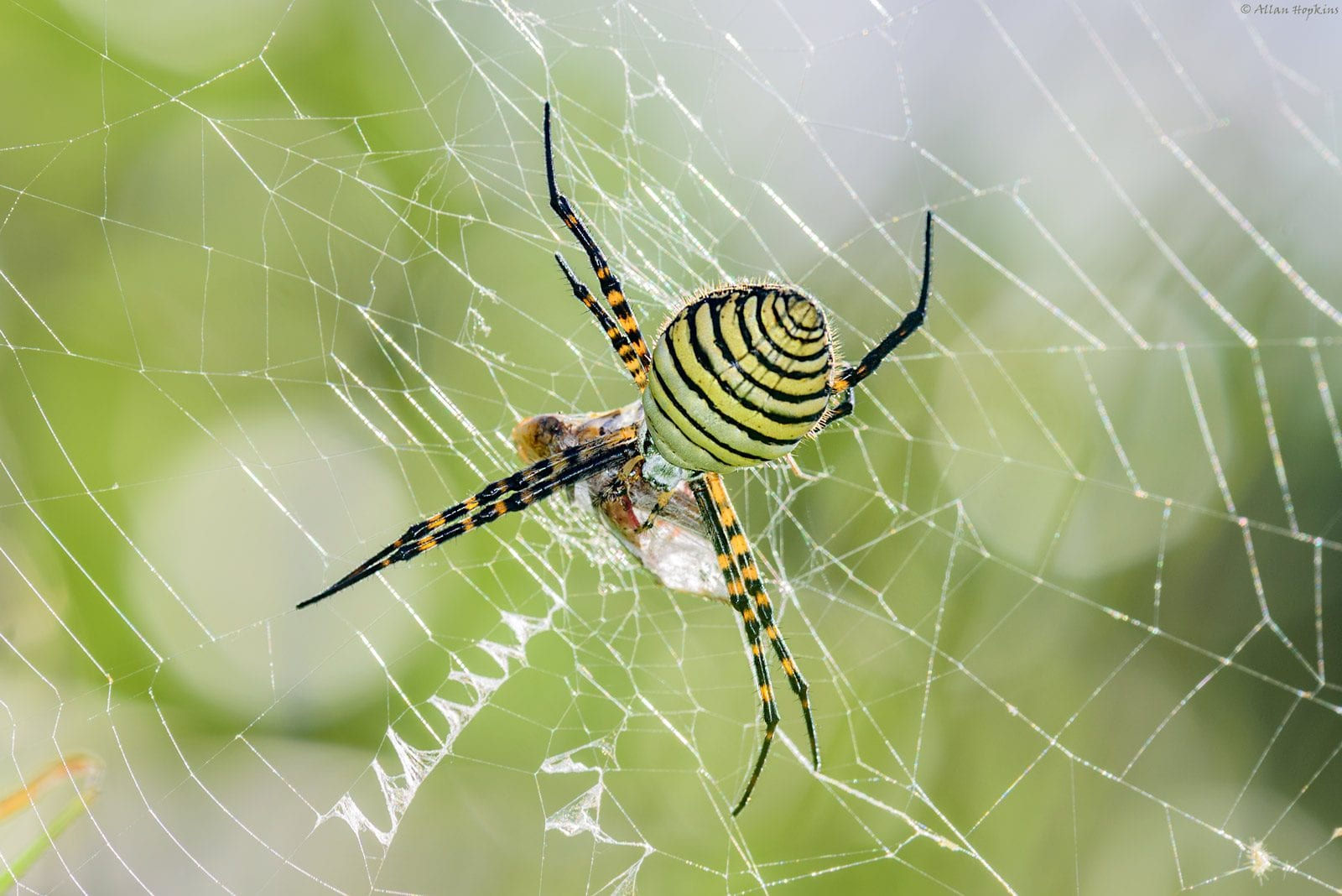 Wallpaper #-vQcOpMBKFX8bn3rt3dJ291 Common Spiders to Watch for in Colorado Poisonous and Non Venomous