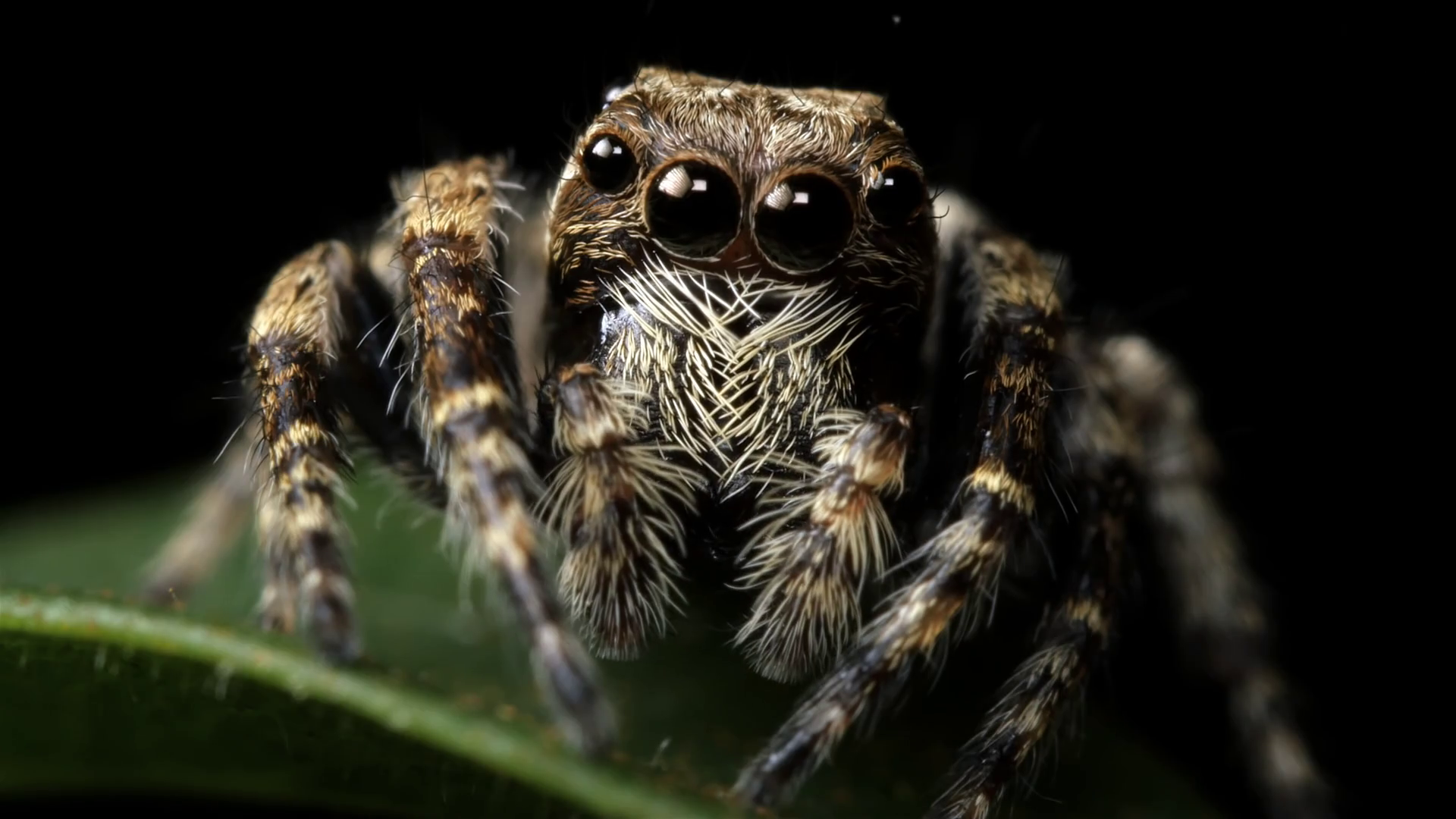 Wallpaper #wWeM-5IBSpphPi3-WJSY366 Adorable Cute Jumping Spider Insect Macro Stock Footage Sbv 314049673