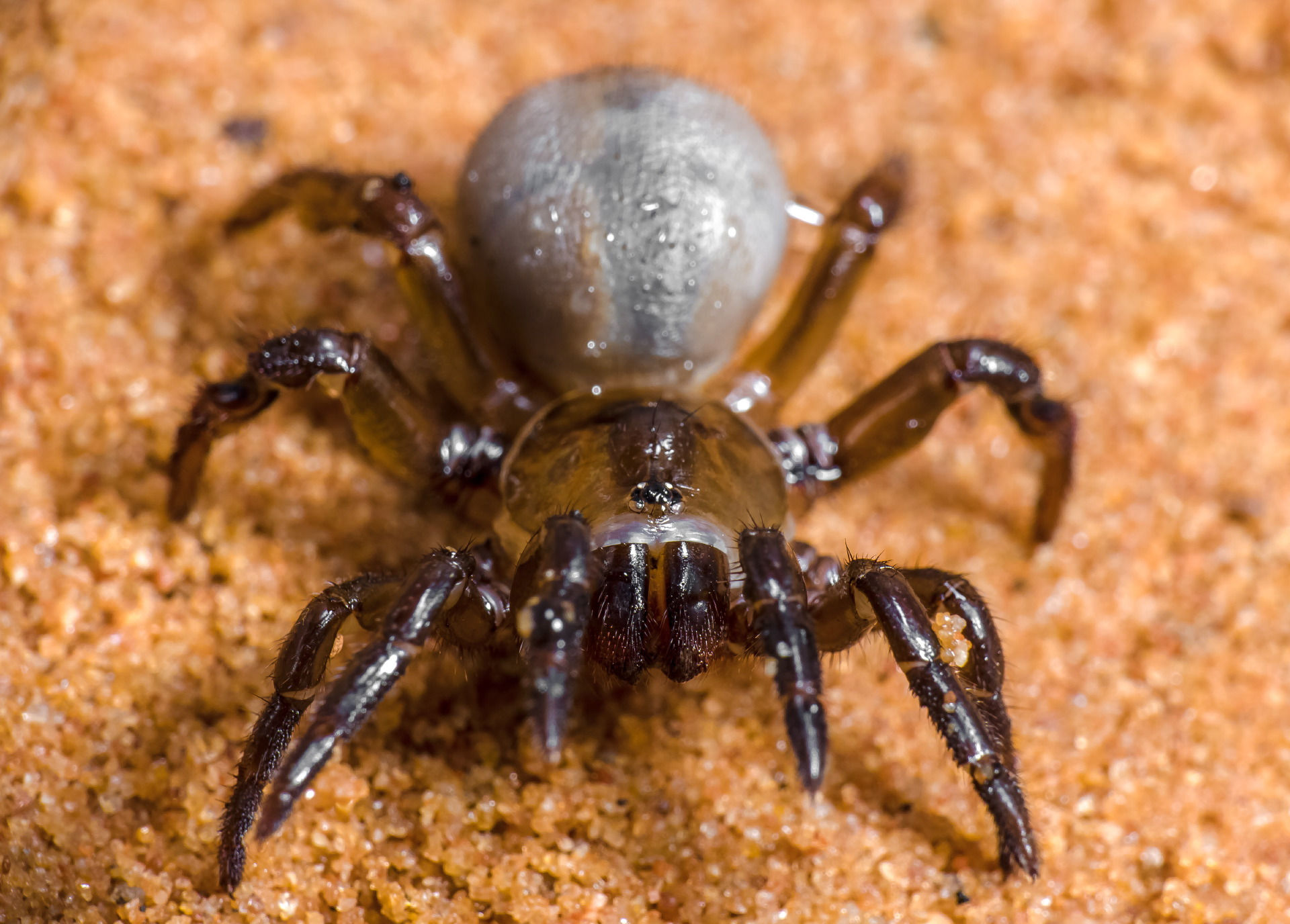 Wallpaper #32cVEZMBSpphPi3-sfVC276 New Spiders Have Just Been Discovered in the Australian Bush