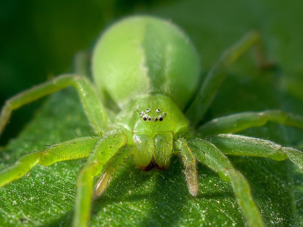 Wallpaper #-vQcOpMBKFX8bn3rt3dJ251 How to Truly Appreciate Australian Spiders