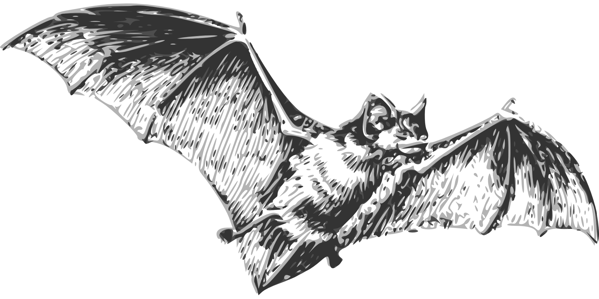 Wallpaper #r3KDMpMBX2lk1u3ogFrF123 Vampire Bat Sketch at Paintingvalleycom Explore Collection of