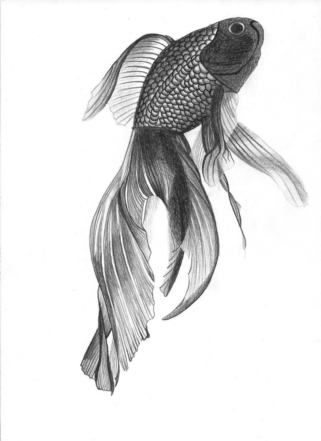 Wallpaper #4f2e6 Koi Fish Heart Original Watercolor Painting Etsy