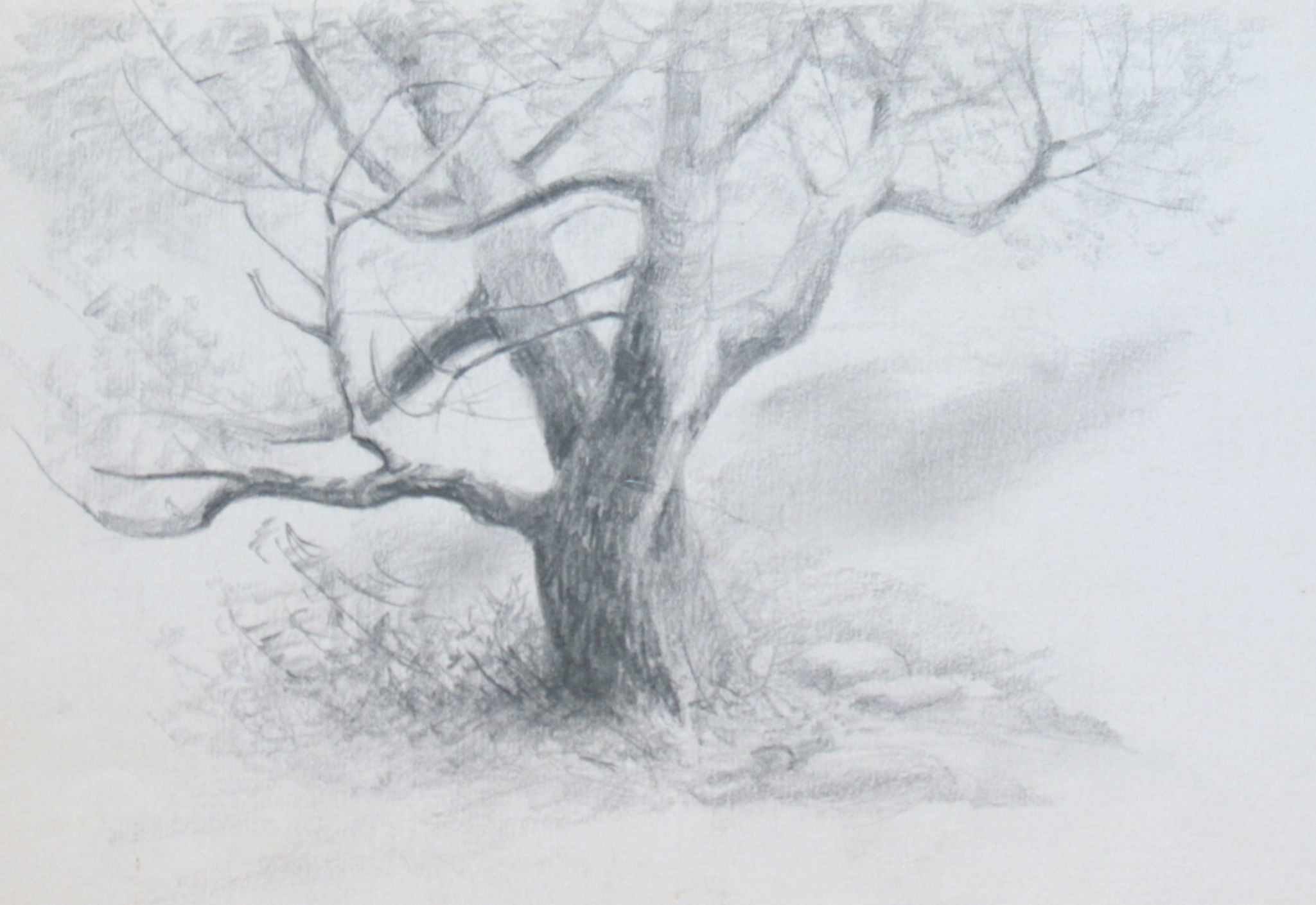 Wallpaper #BWgvFZMBSpphPi3-Zwec53 Pencil Drawing of Tree of Life at Paintingvalleycom Explore
