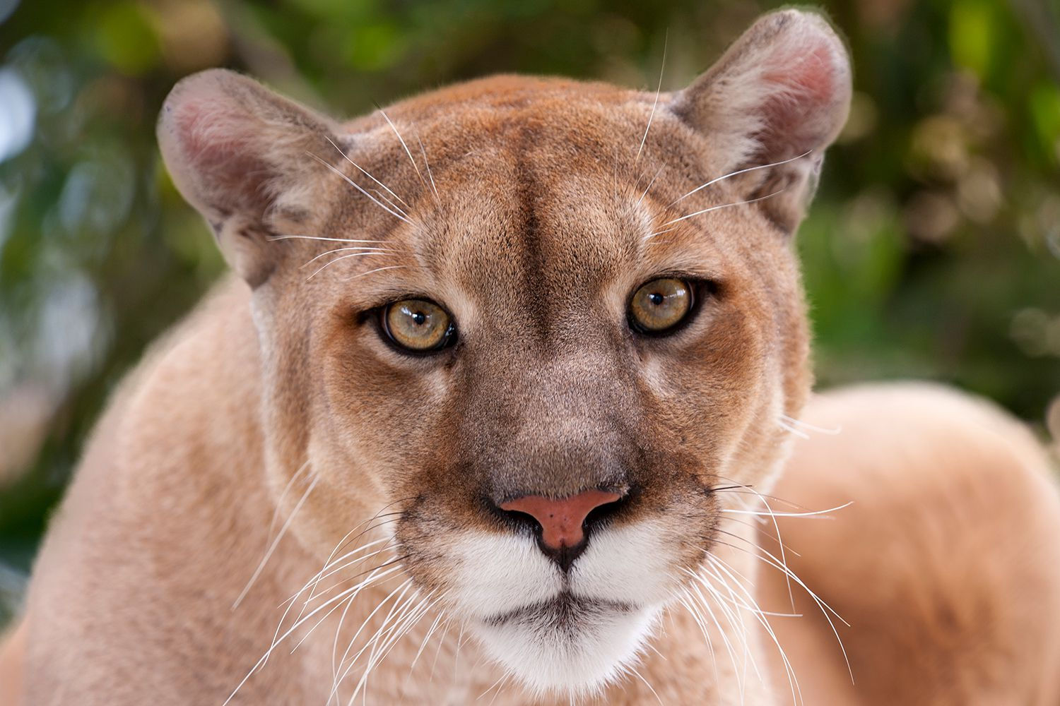 Wallpaper #Sz-jO5MBLiIJ4c9Oy4-H213 Os X Mountain Lion Installation Guides