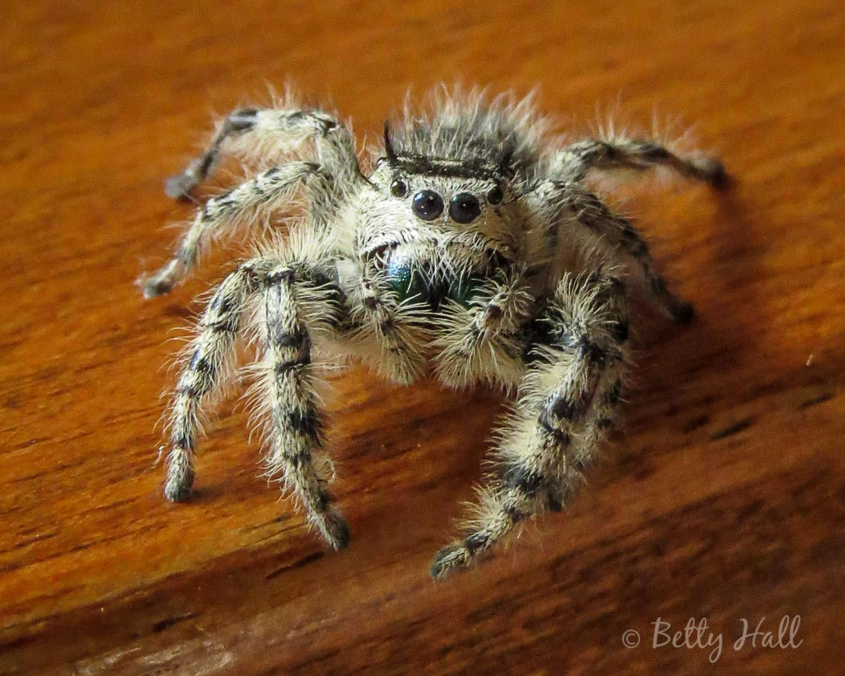 Wallpaper #VBnMEo8BtGB6xQ78m2TP11 A Cute Spider Betty Hall Photography