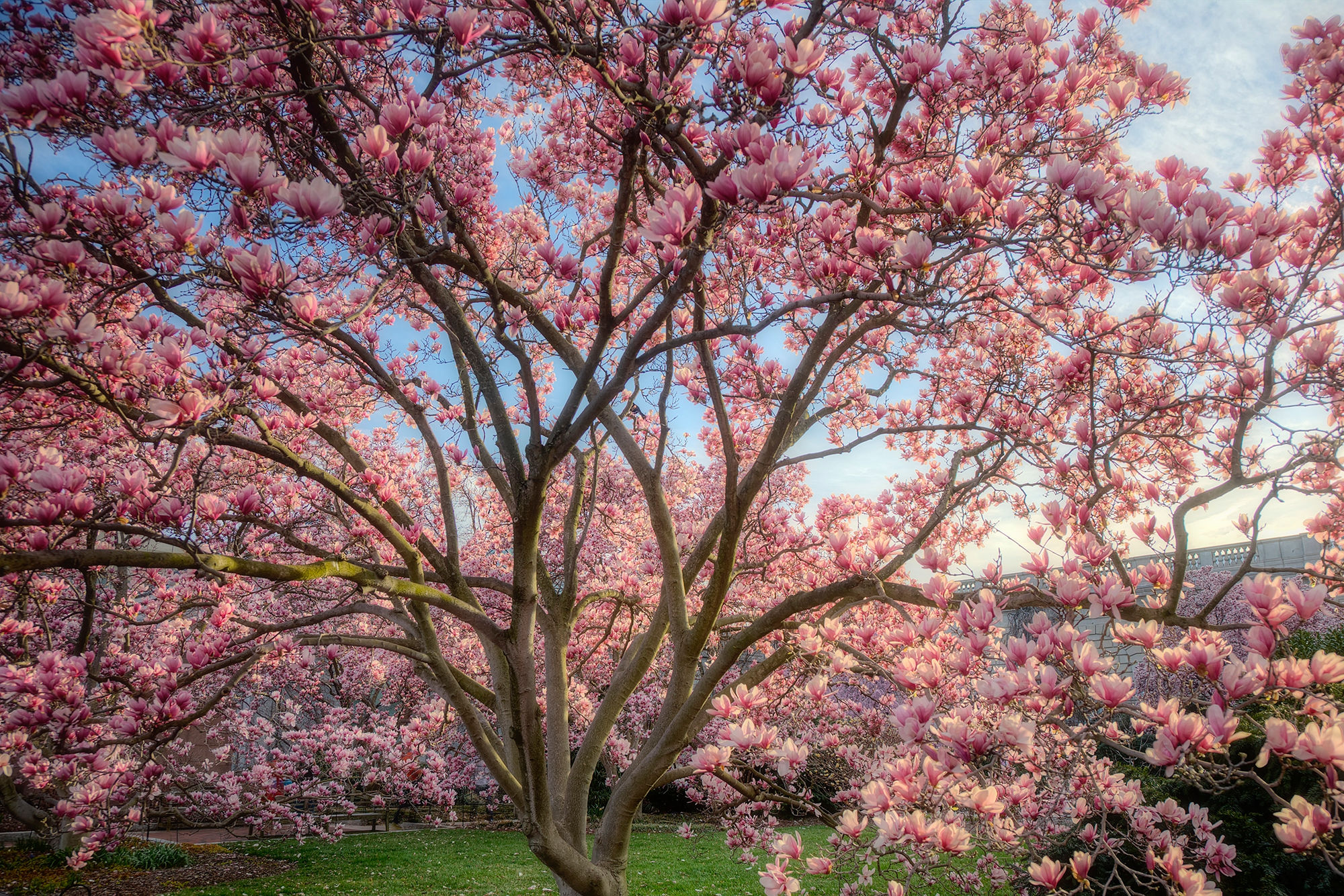 Wallpaper #35F56 Pink Magnolia Trees Crazy for Gardening