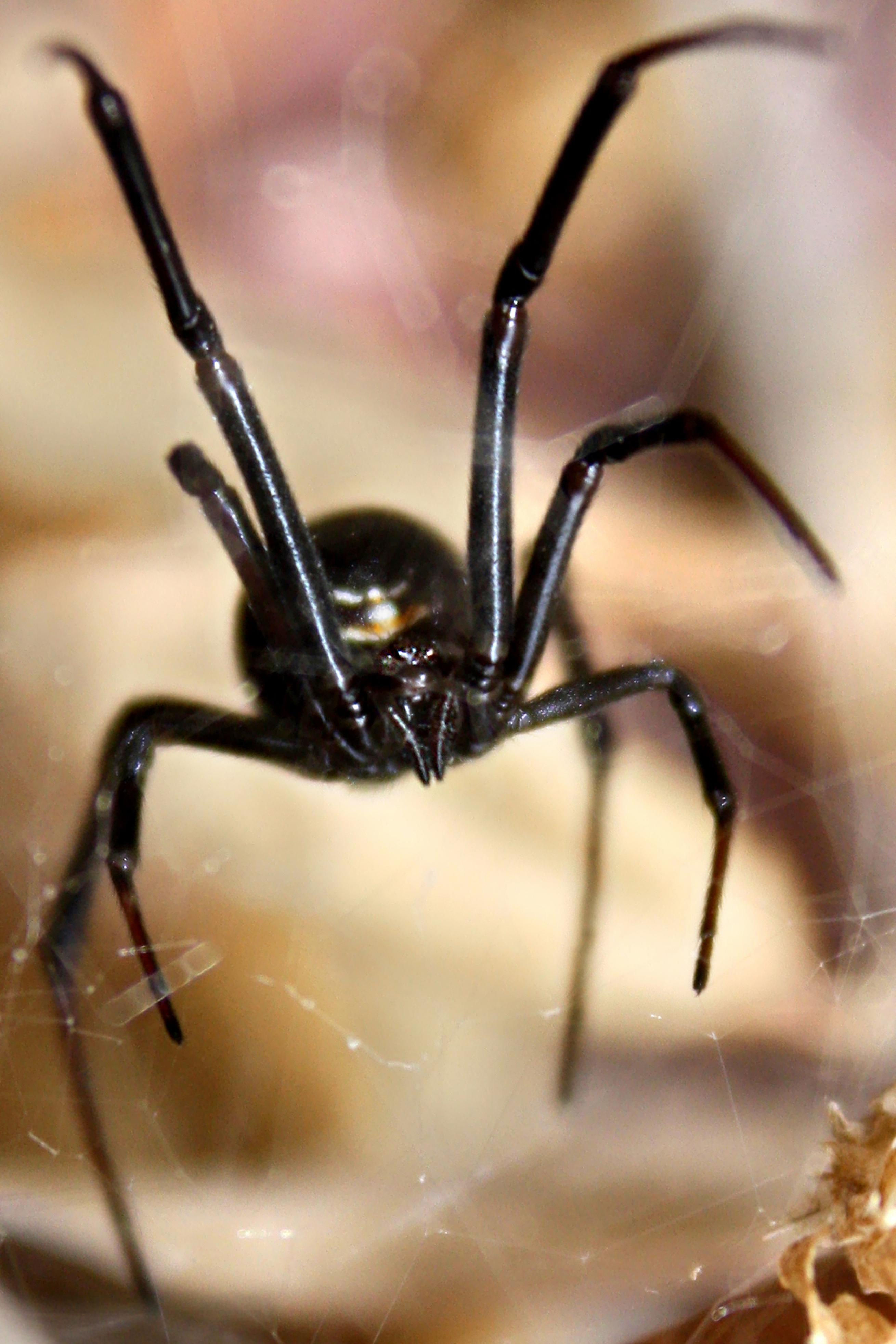 Wallpaper #HGcYCpMBSpphPi3-btPW232 False Widow Spider Bite Infection Spider Widow False Bite Reaction