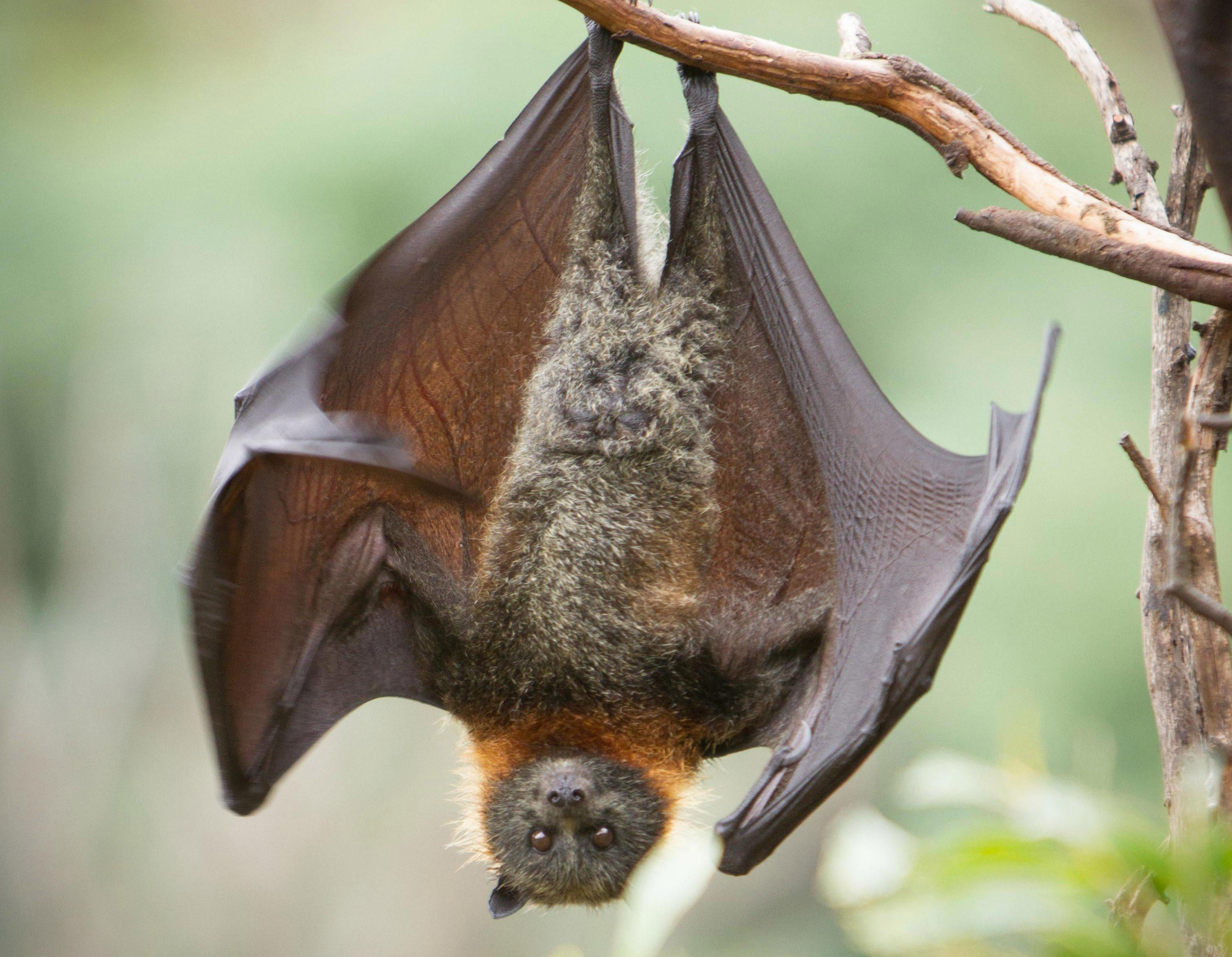 Wallpaper #2mdTDJMBSpphPi3-nt1P430 Why Do Bats Hang Upside Down Do They Always Turn Left When Exiting a