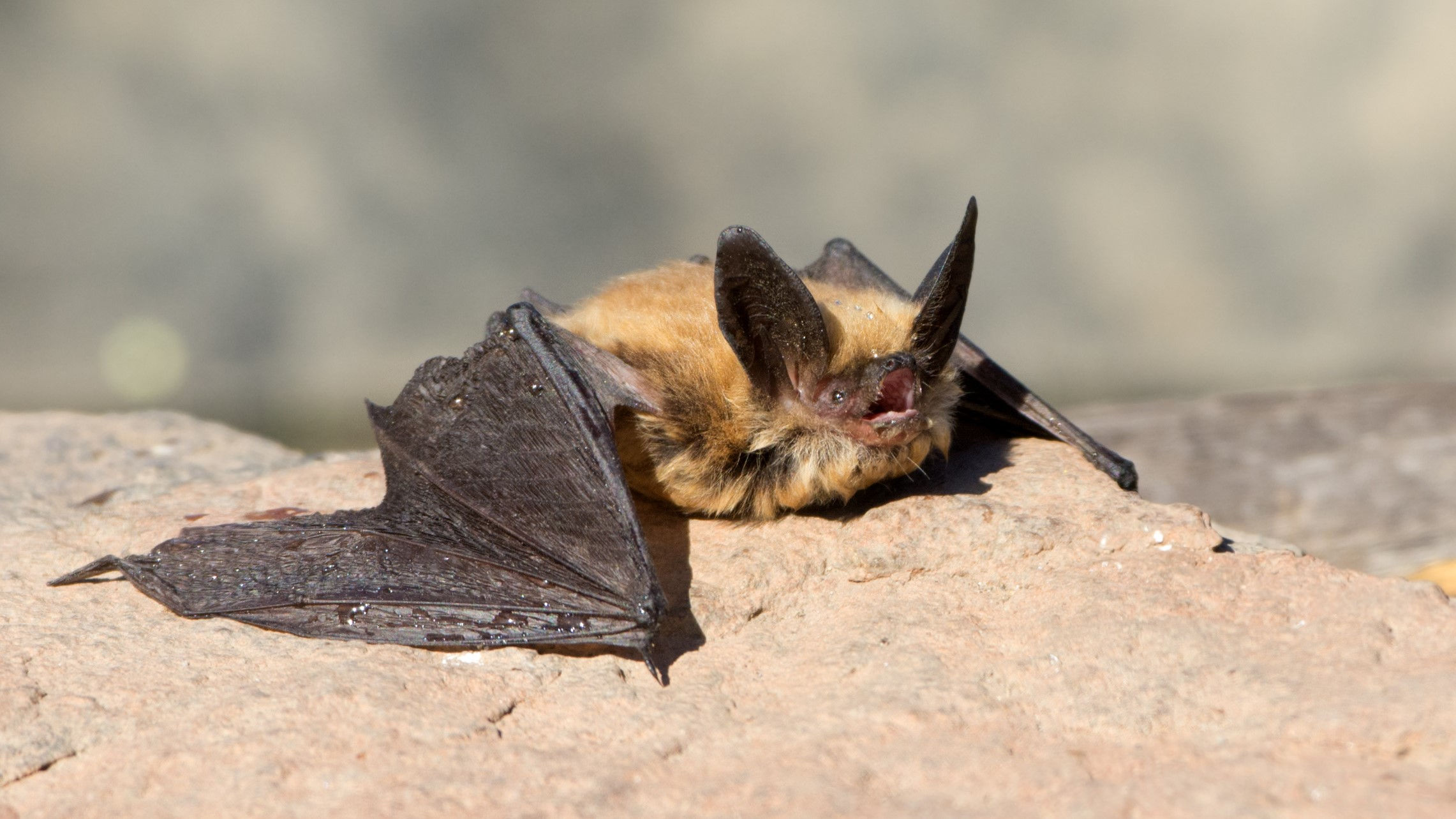 Wallpaper #r3KDMpMBX2lk1u3ogFrF194 Bats Are Awesome and Heres What to Do if You Encounter One Advnture