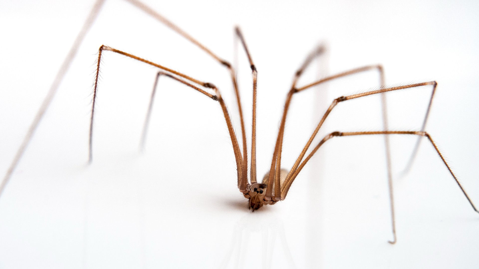 Wallpaper #82dGAZMBSpphPi3-KqlJ193 Are Daddy Longlegs Really the Most Venomous Spiders in the World