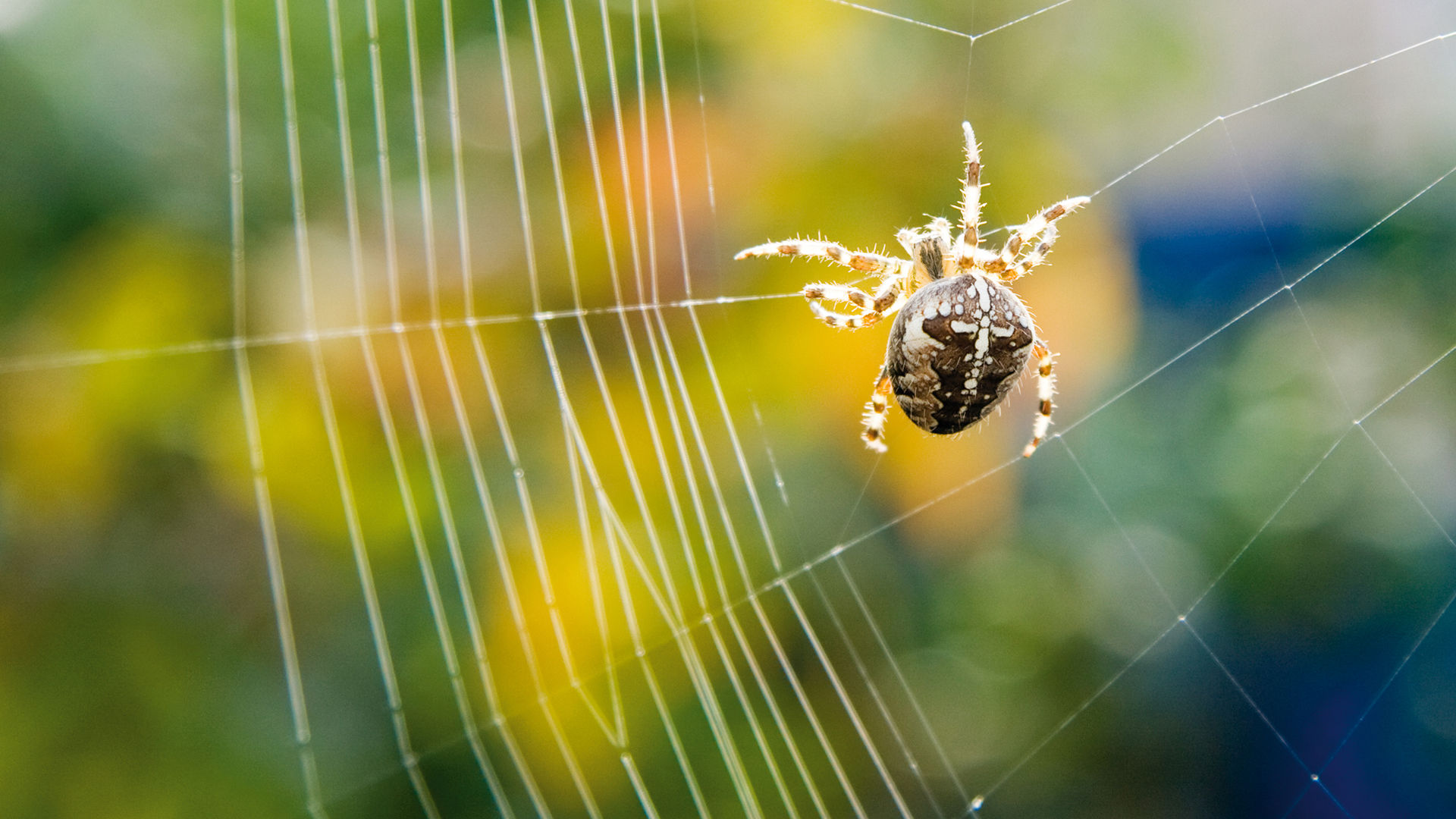 Wallpaper #F2jUHpMBSpphPi3-Fion61 Is Every Spiderweb Unique Live Science