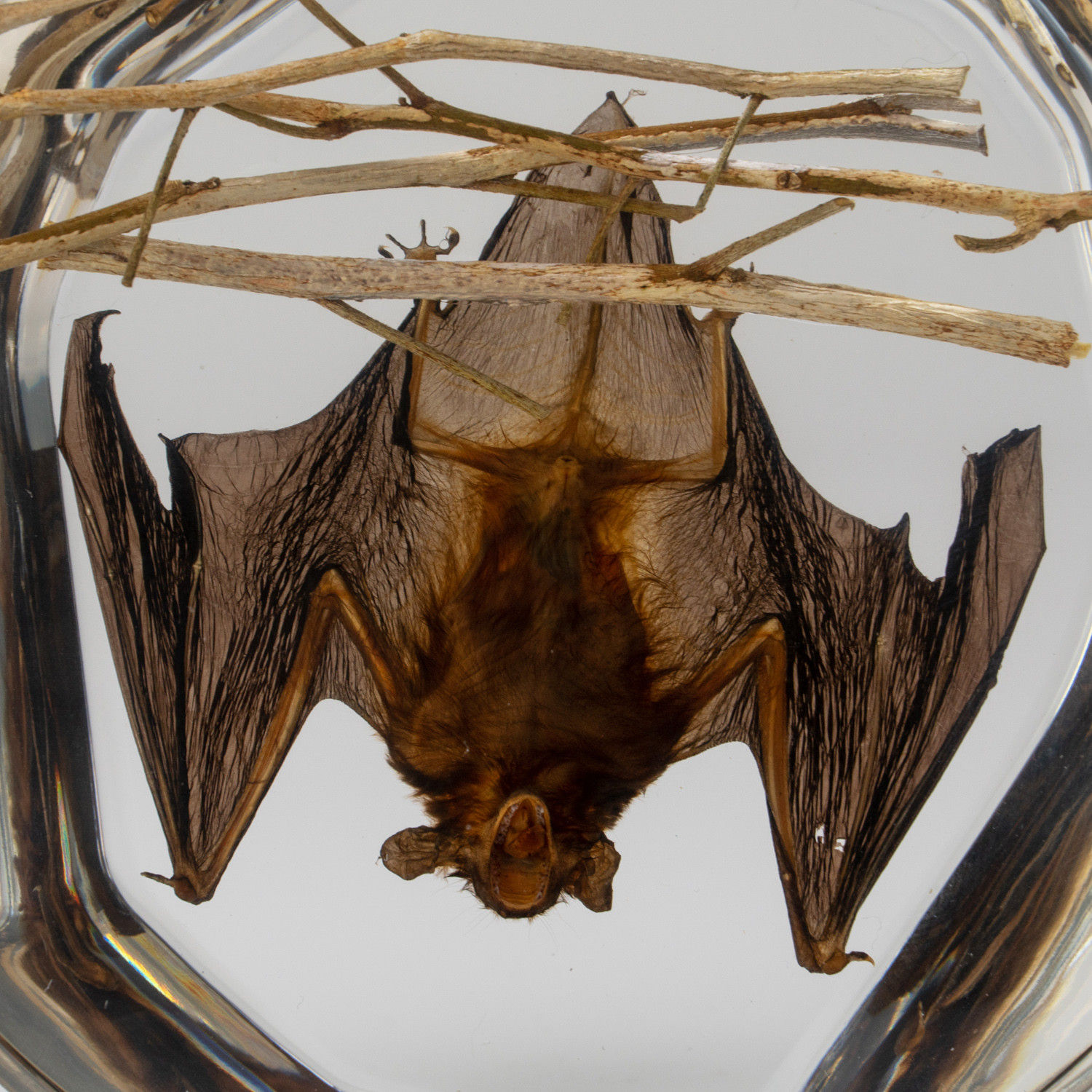 Wallpaper #2mdTDJMBSpphPi3-nt1P346 Genuine Hanging Bat in Lucite Medium Astro Gallery Touch of Modern